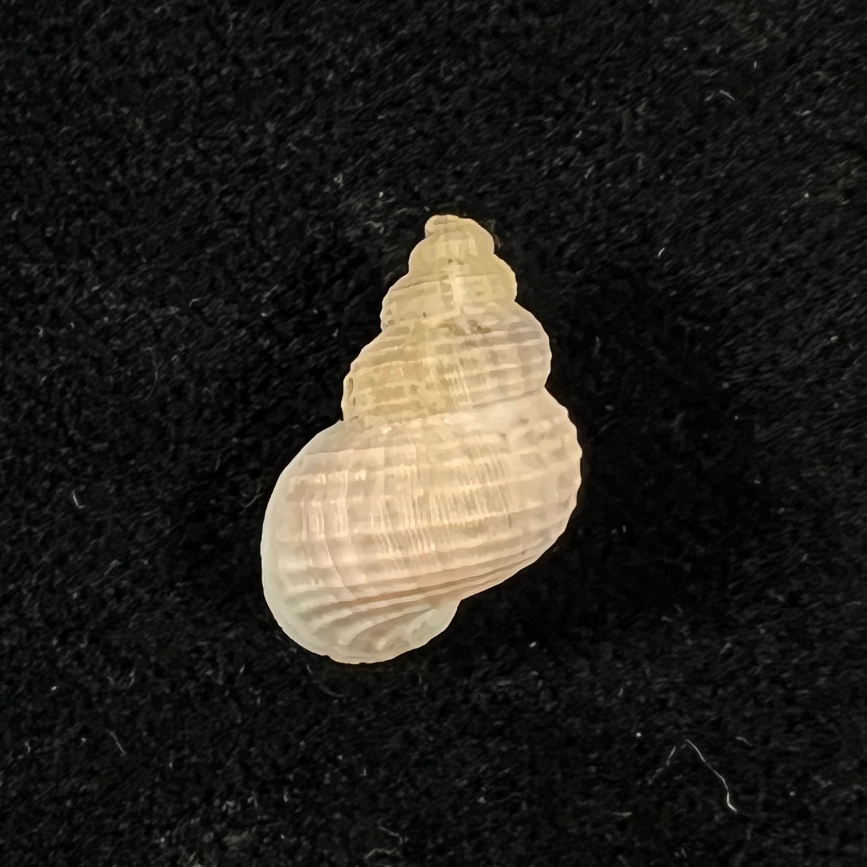 Tudora megacheilos (Potiez & Michaud, 1838) - 16,5mm