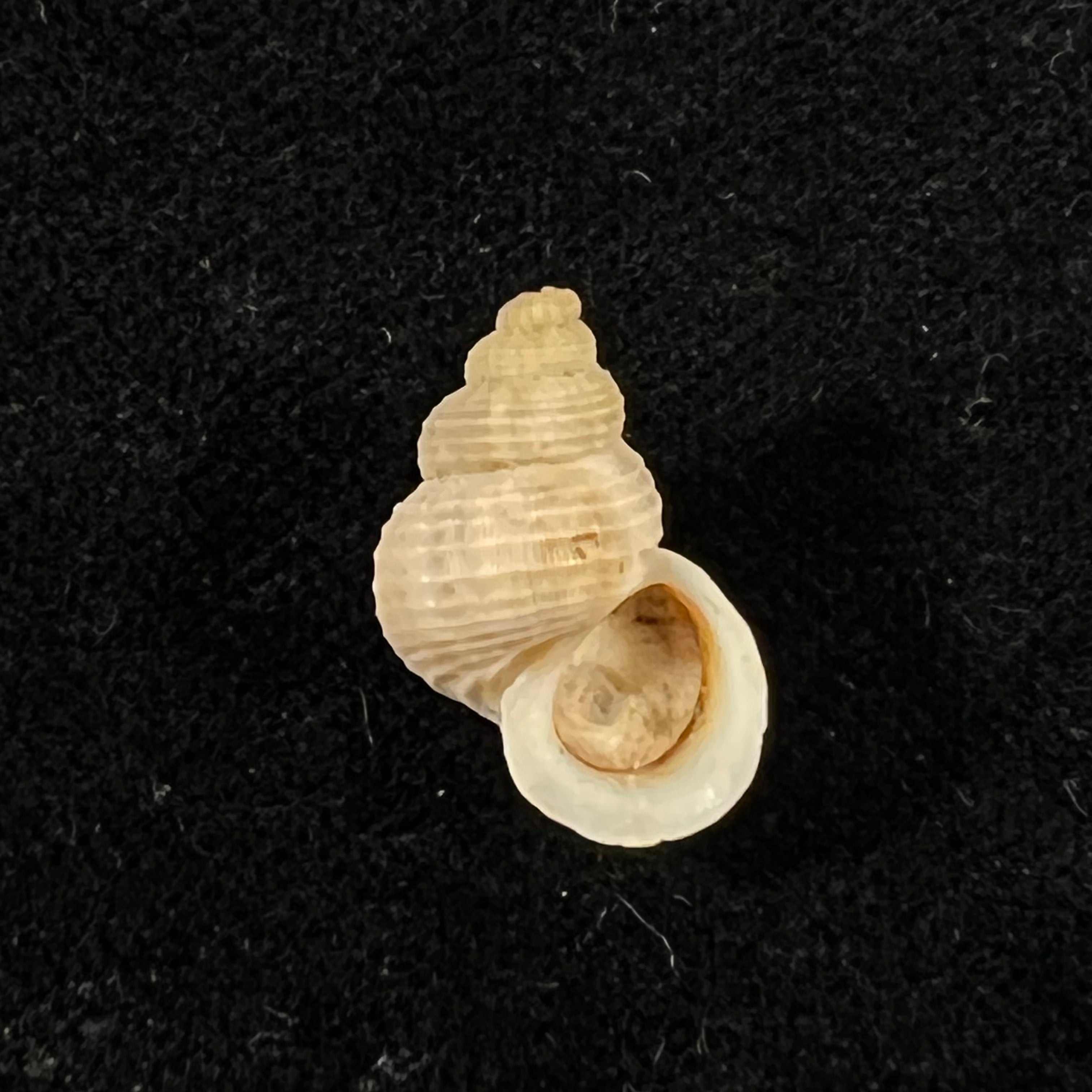 Tudora megacheilos (Potiez & Michaud, 1838) - 16,5mm