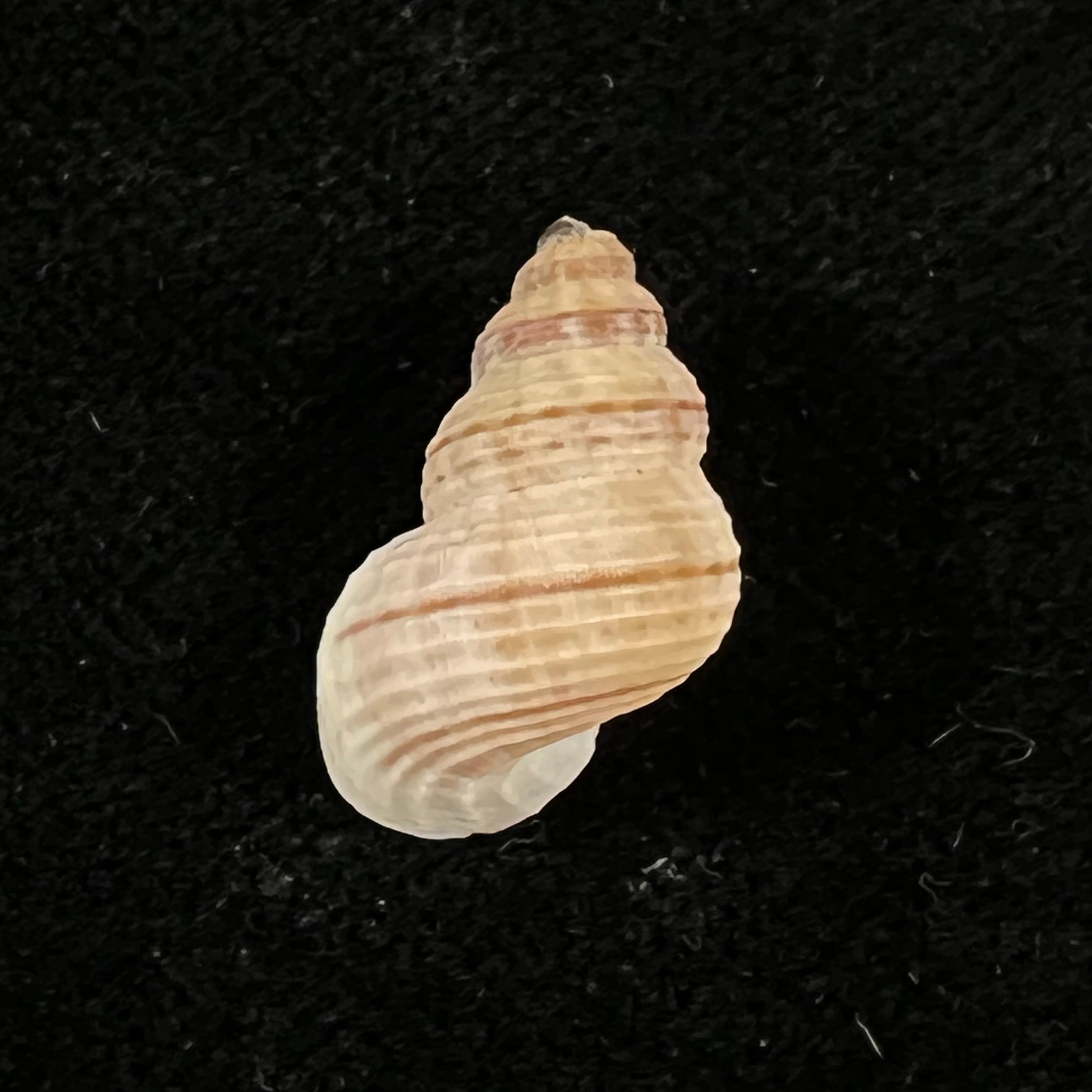 Tudora megacheilos (Potiez & Michaud, 1838) - 17,1mm