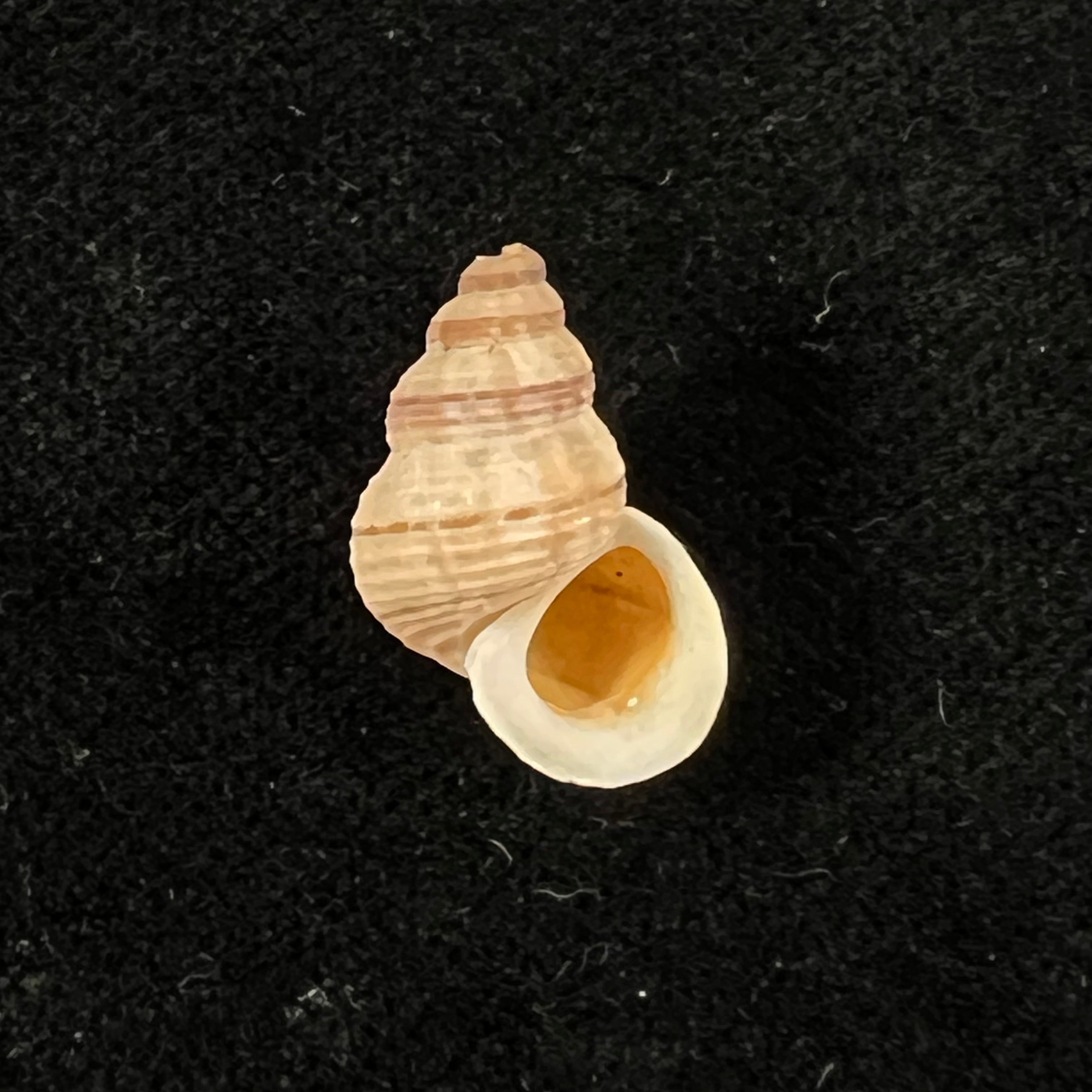 Tudora megacheilos (Potiez & Michaud, 1838) - 17,1mm