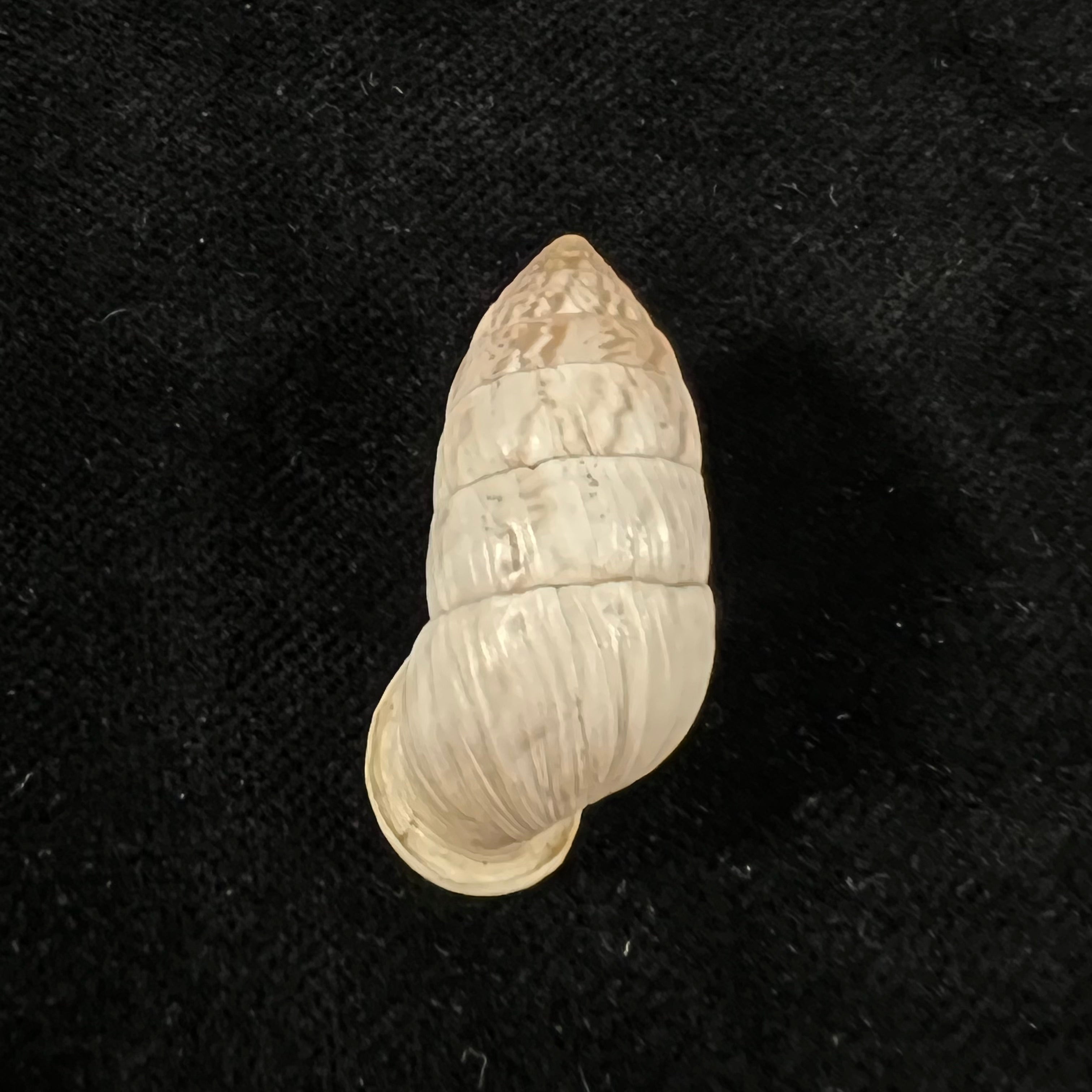 Cerion fasciatum W. G. Binney, 1859 - 32mm