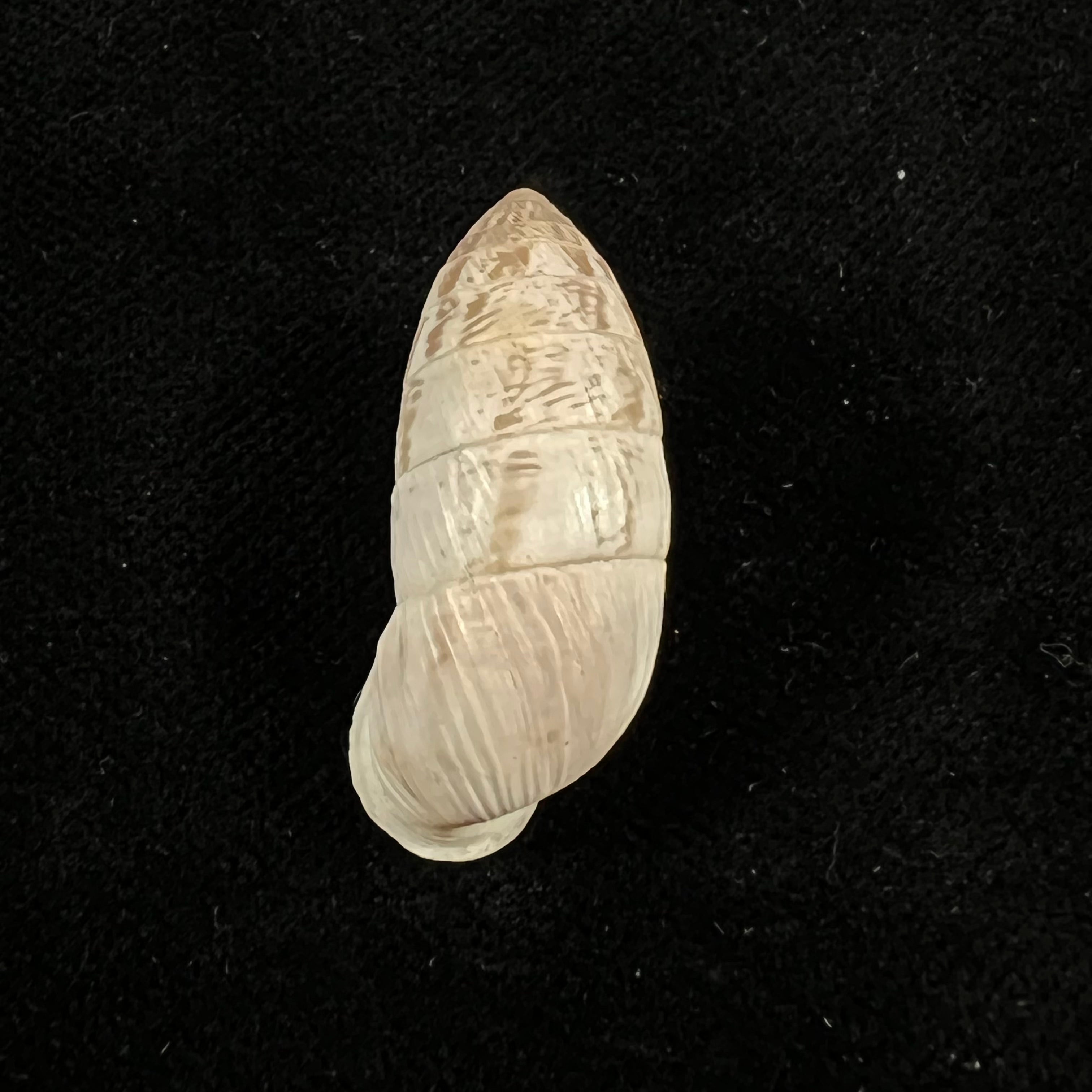 Cerion fasciatum W. G. Binney, 1859 - 30,9mm
