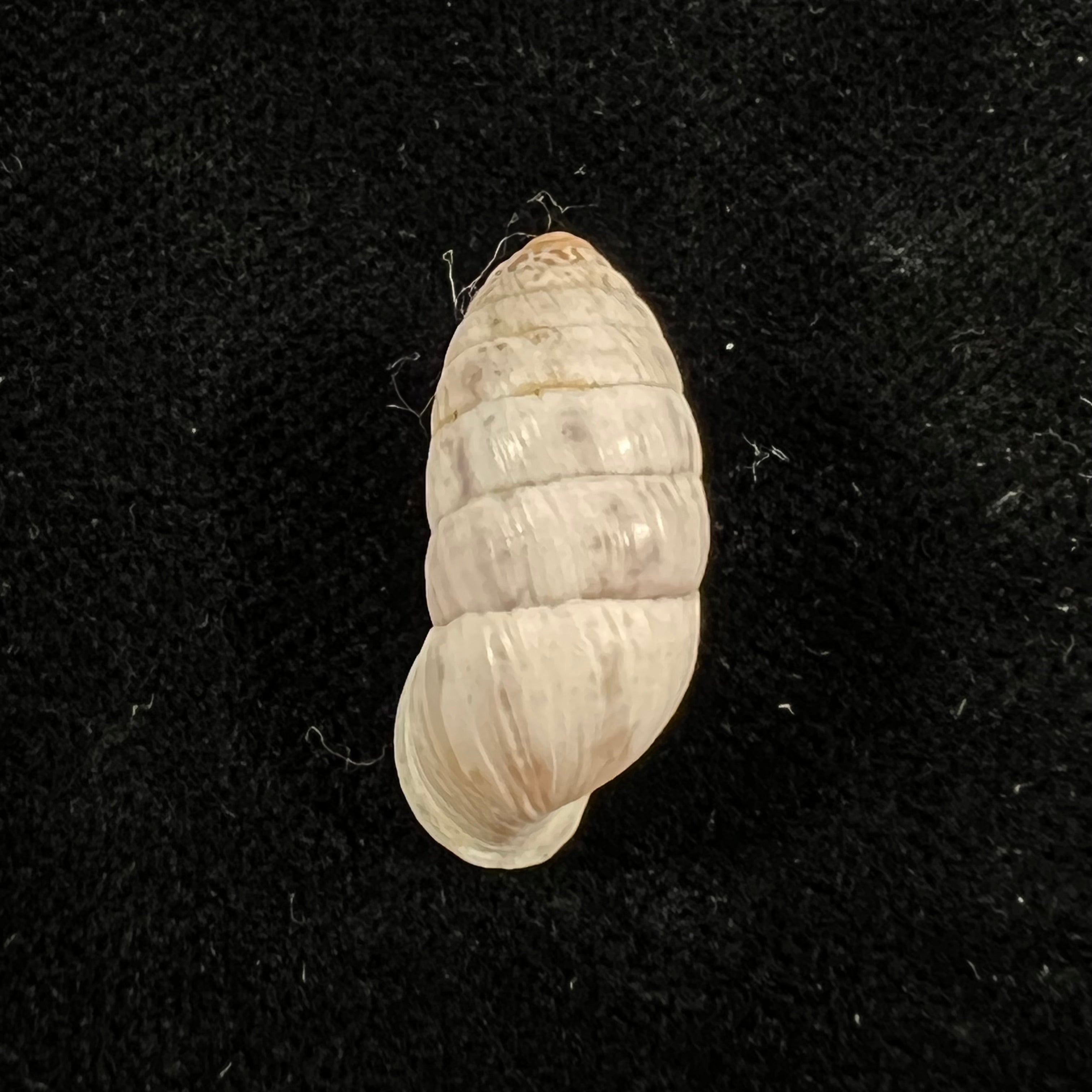 Cerion incanum (Leidy, 1851) - 21,6mm