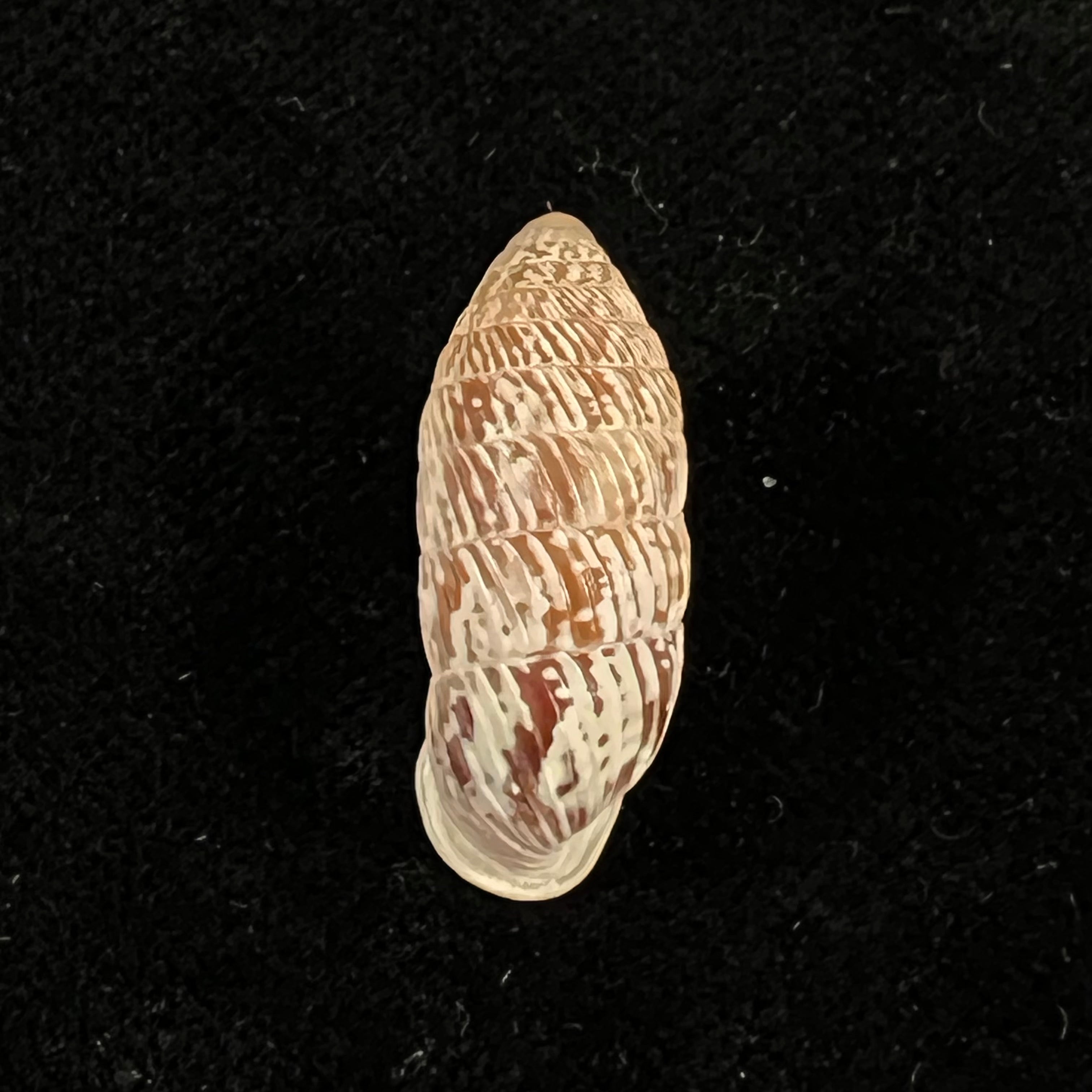 Strophiops reliqua Maynard & N. A. Clapp, 1921 - 24,5mm