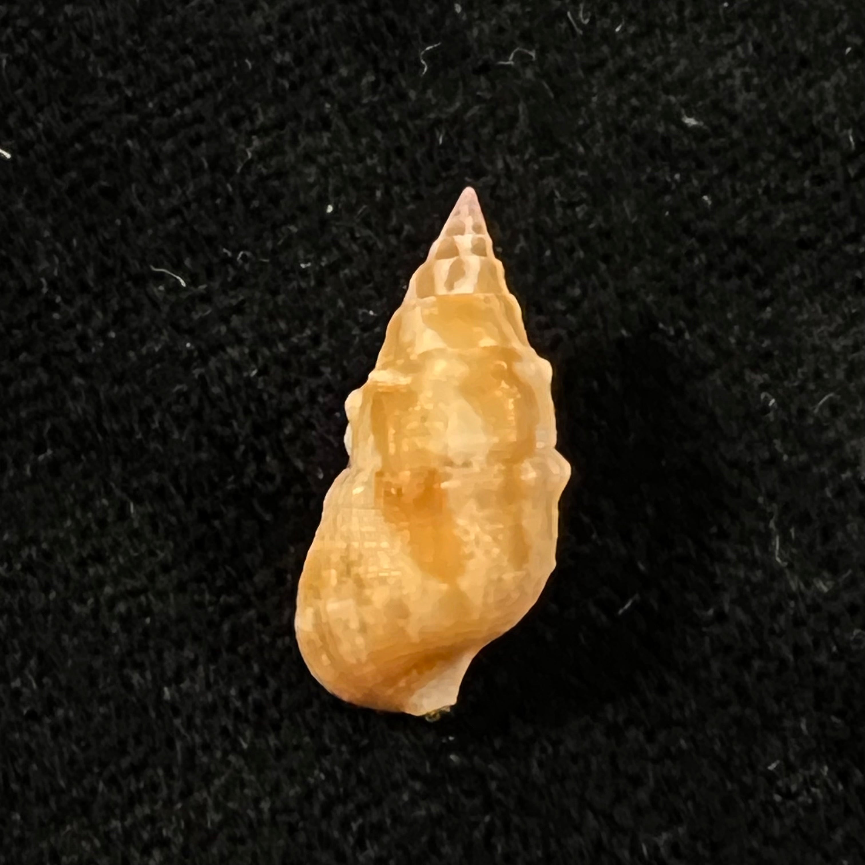 Cerithium bayeri (Petuch, 2001) - 18,3mm