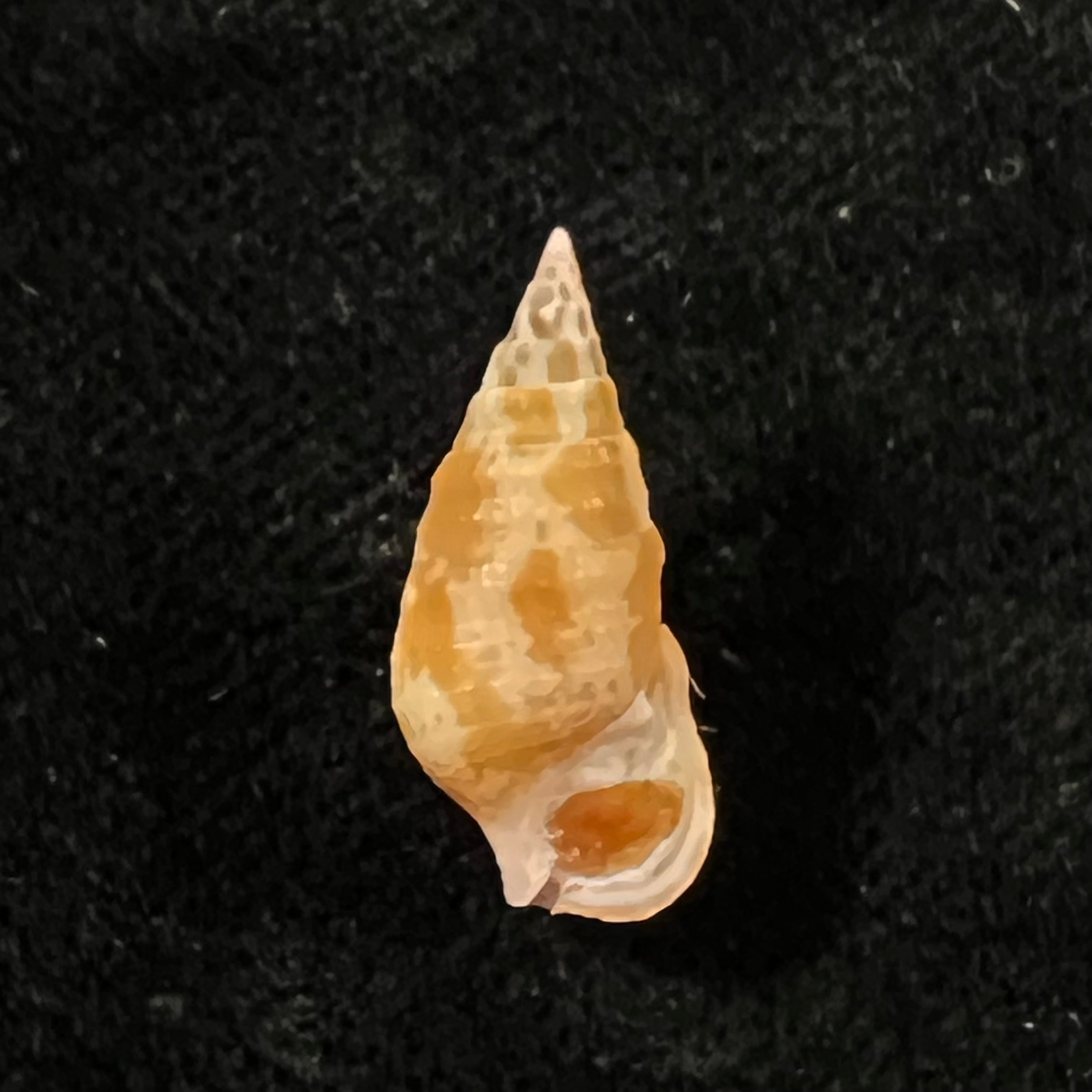 Cerithium bayeri (Petuch, 2001) - 19,2mm