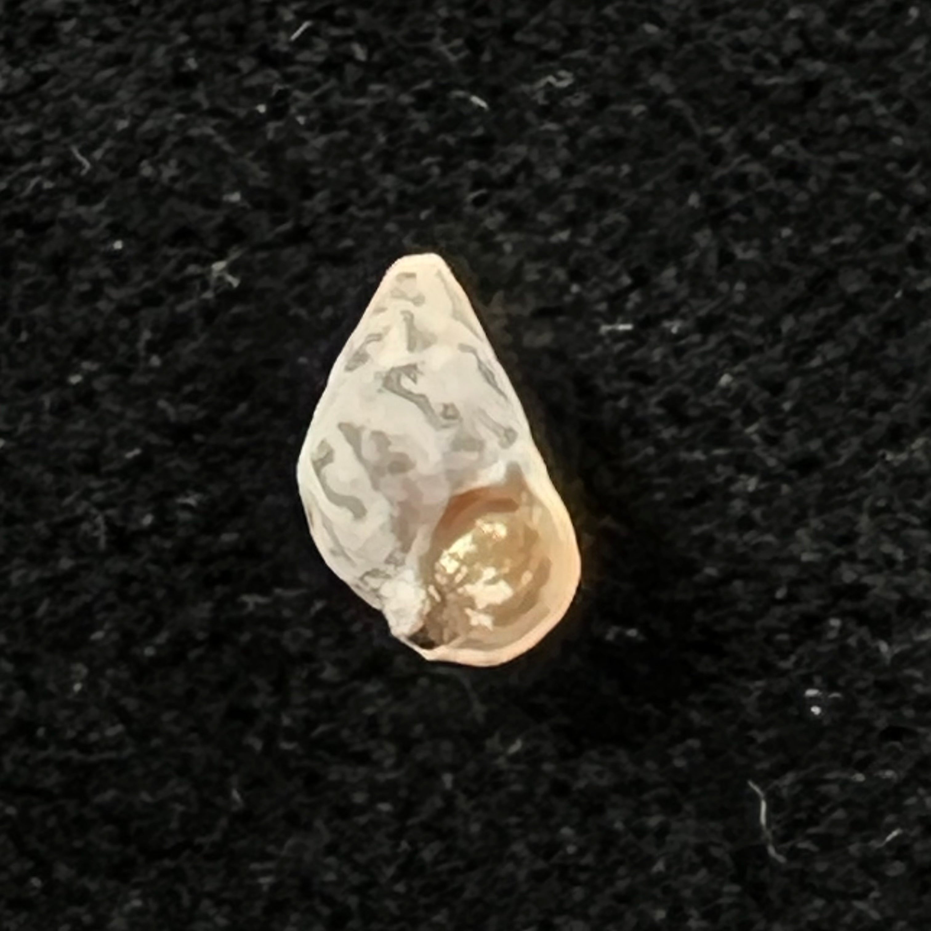 Cerithium biminiense (Pilsbry & T. L. McGinty, 1949) - 7,4mm