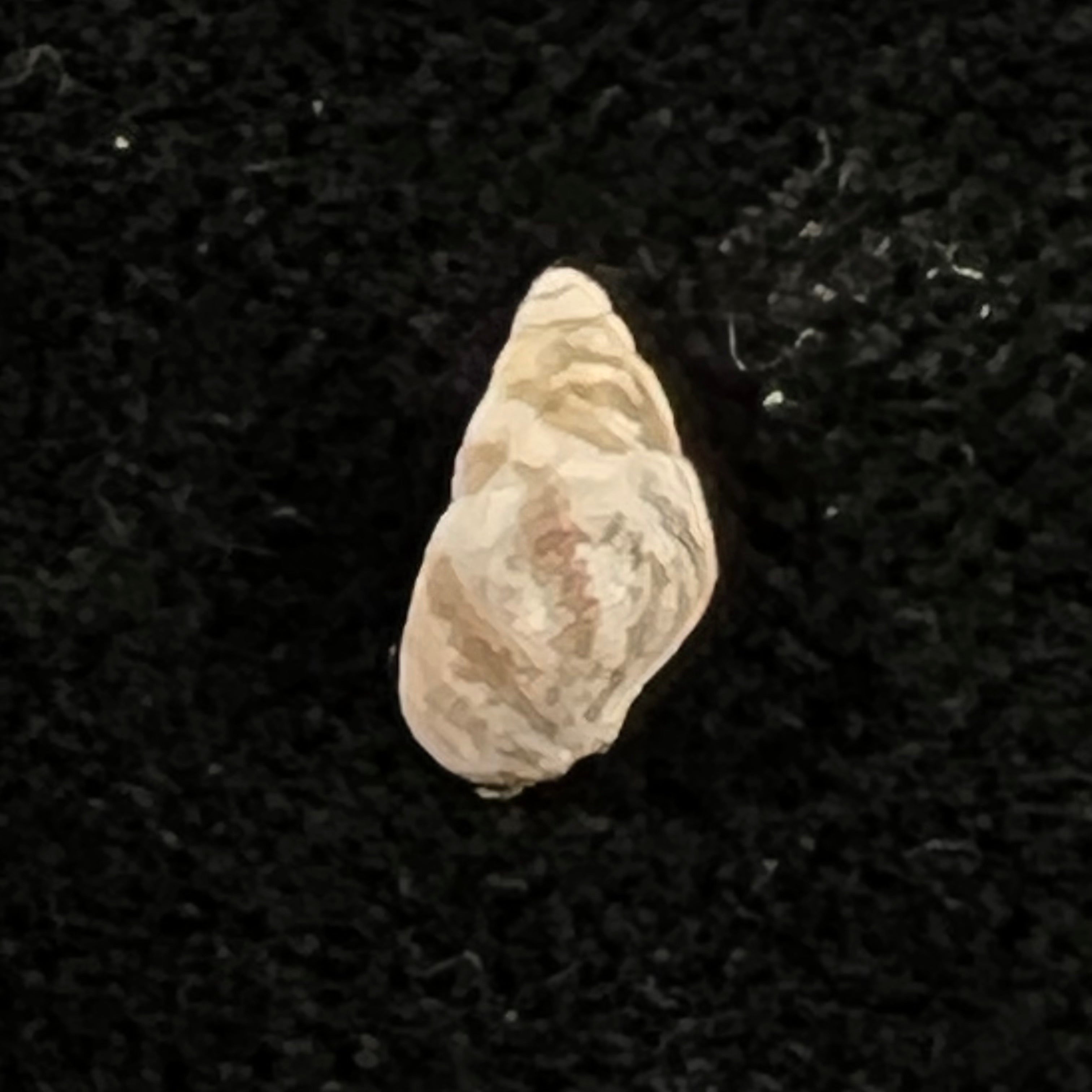 Cerithium biminiense (Pilsbry & T. L. McGinty, 1949) - 7,5mm