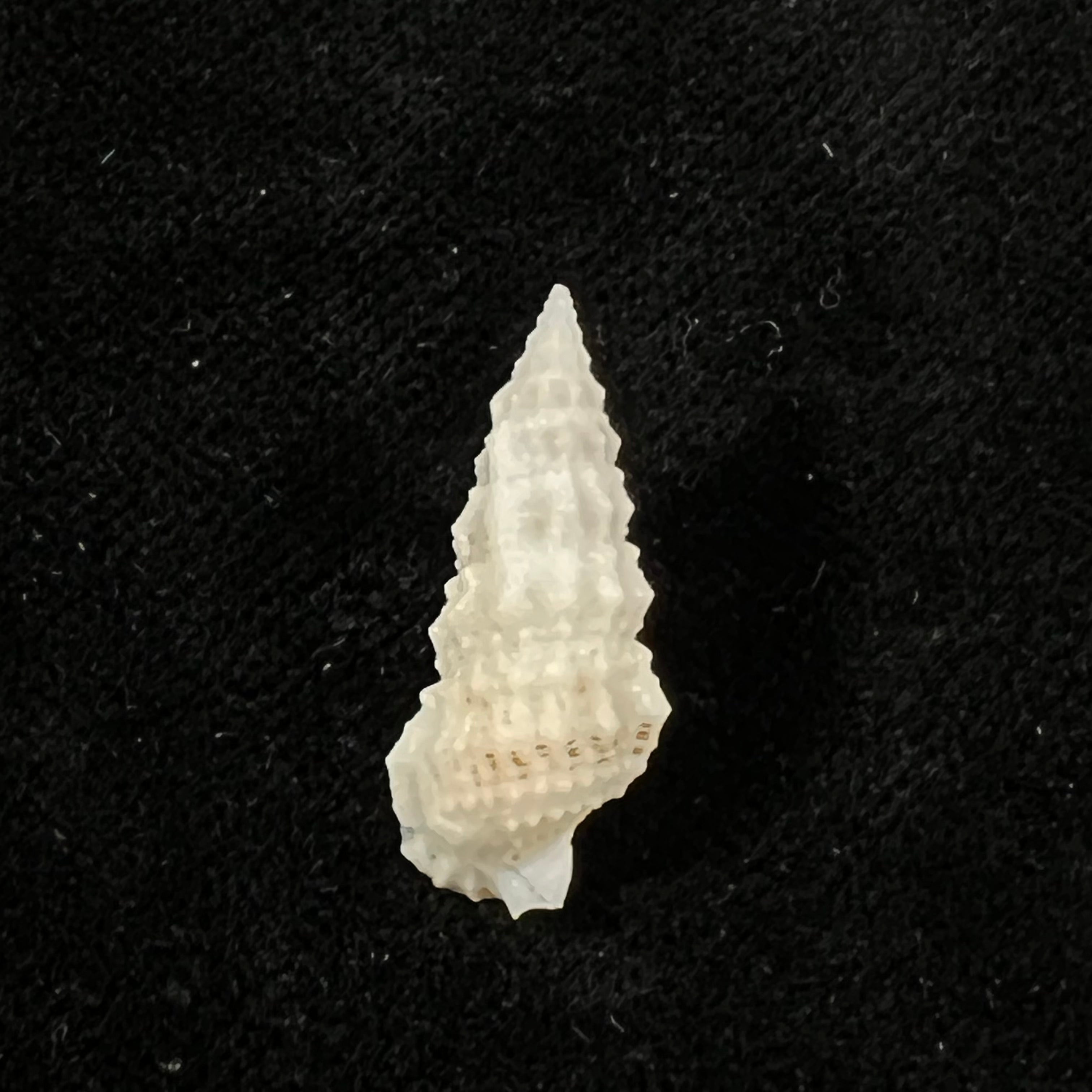 Cerithium algicola C. B. Adams, 1845 - 22,3mm