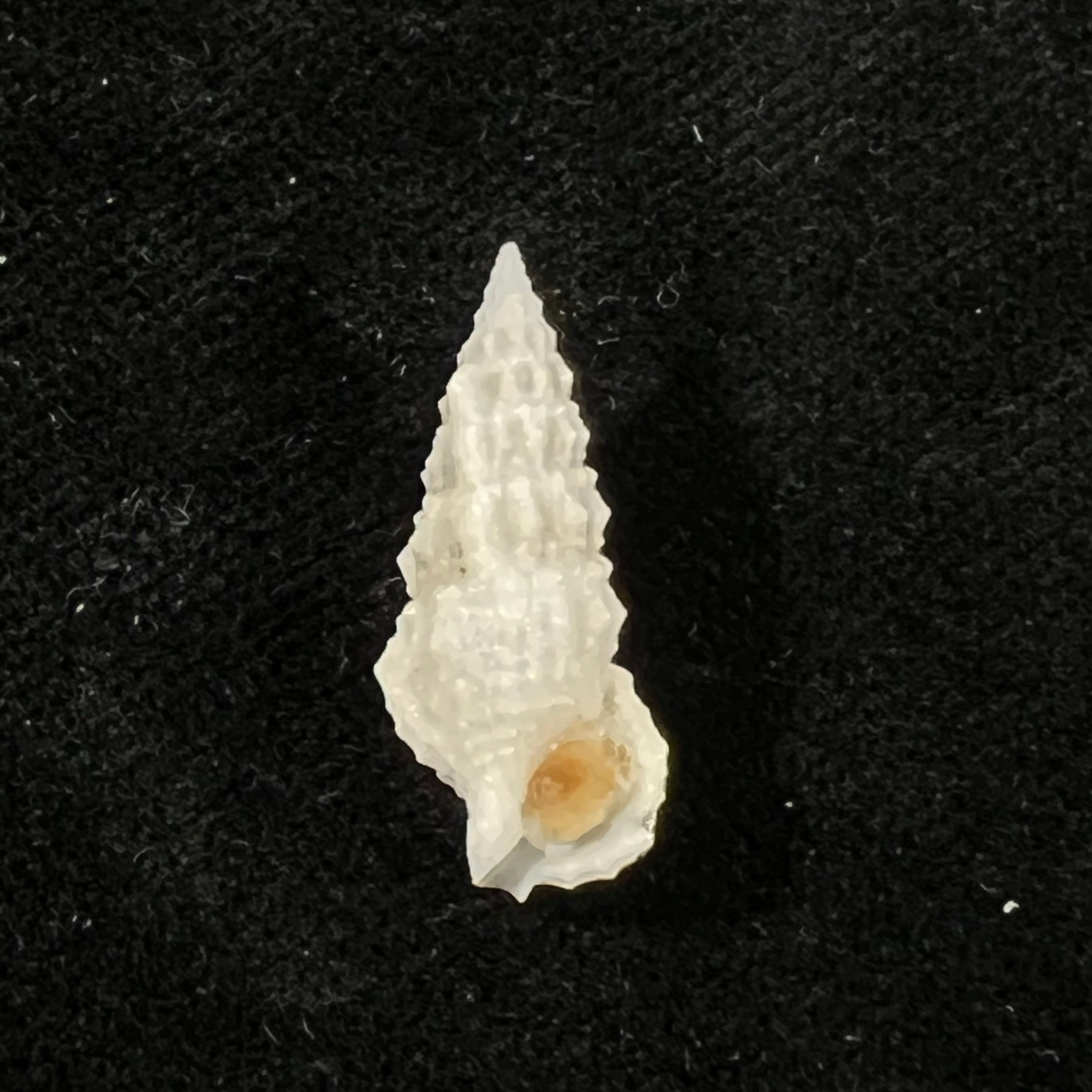 Cerithium algicola C. B. Adams, 1845 - 22,3mm