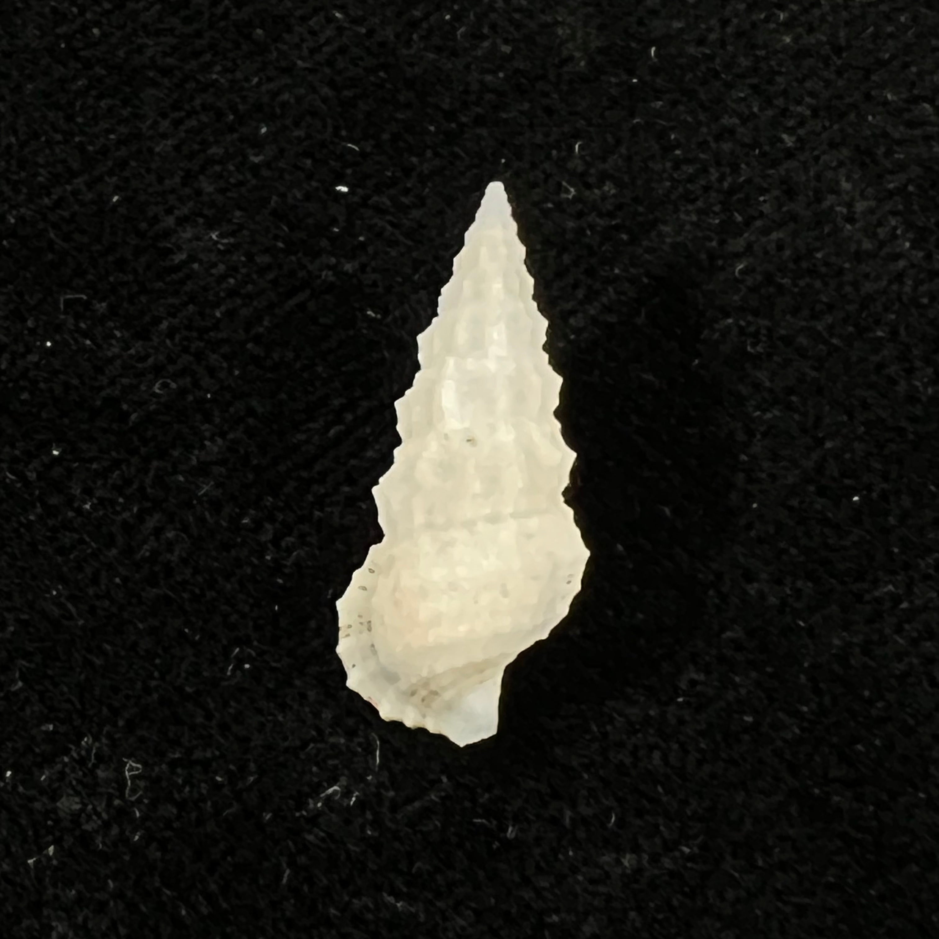 Cerithium algicola C. B. Adams, 1845 - 22,3mm