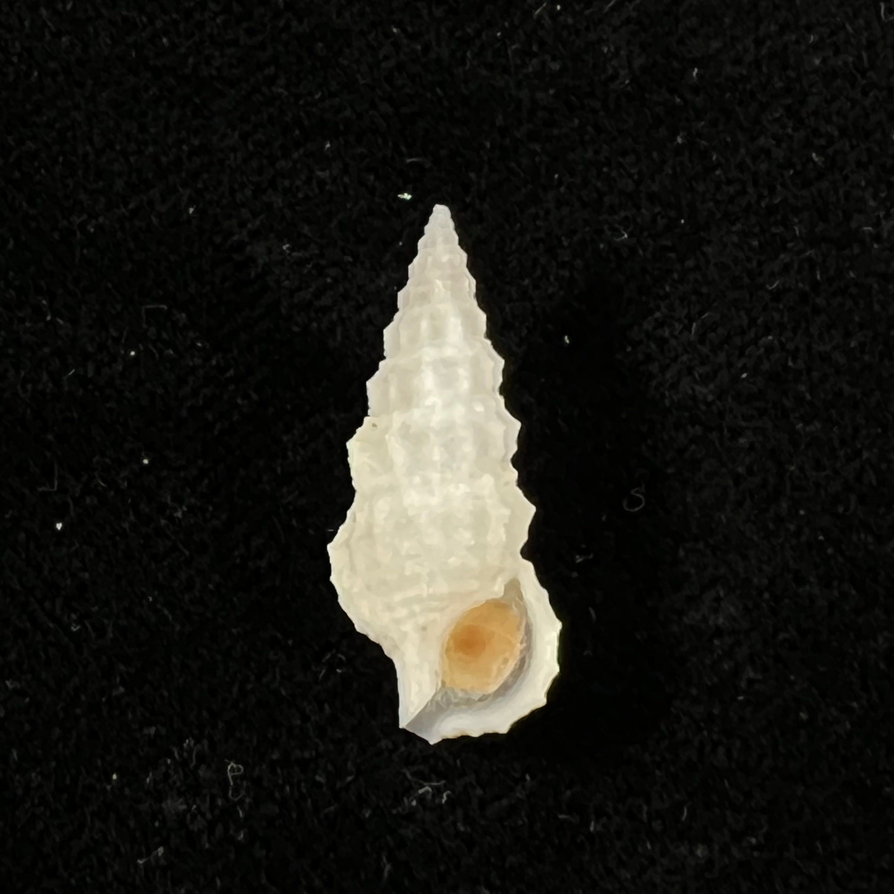 Cerithium algicola C. B. Adams, 1845 - 22,3mm
