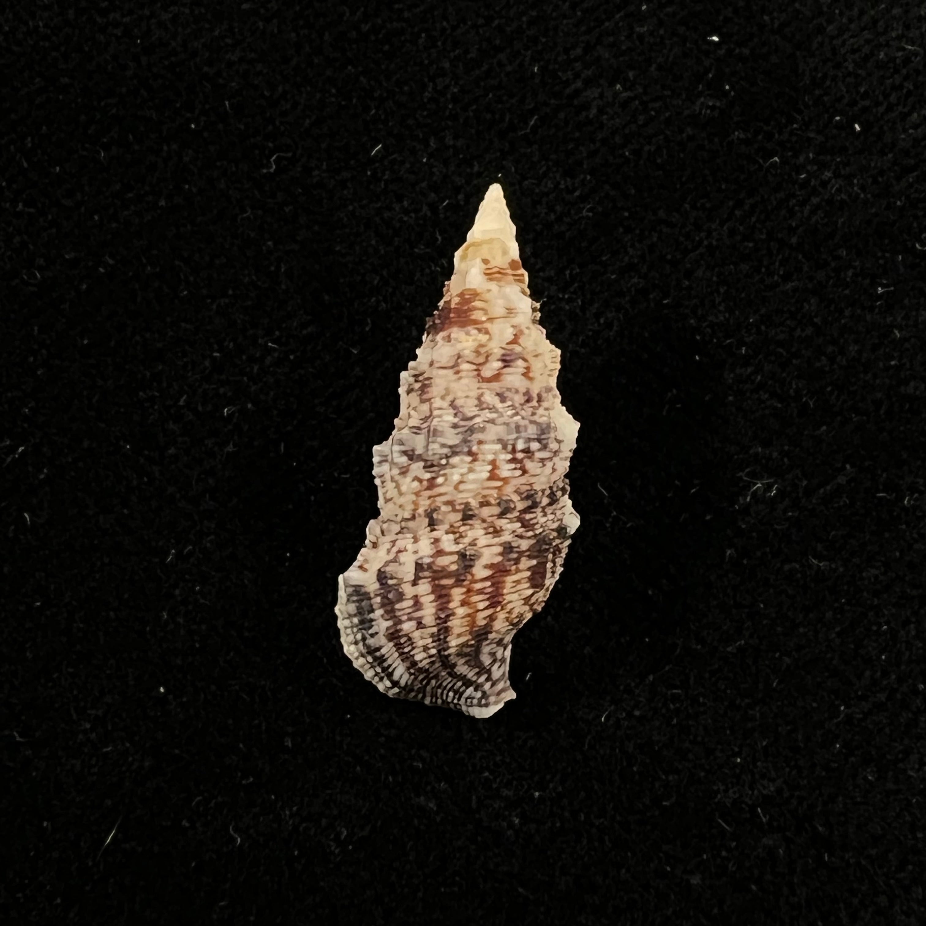 Cerithium atratum (Born, 1778) - 25,3mm