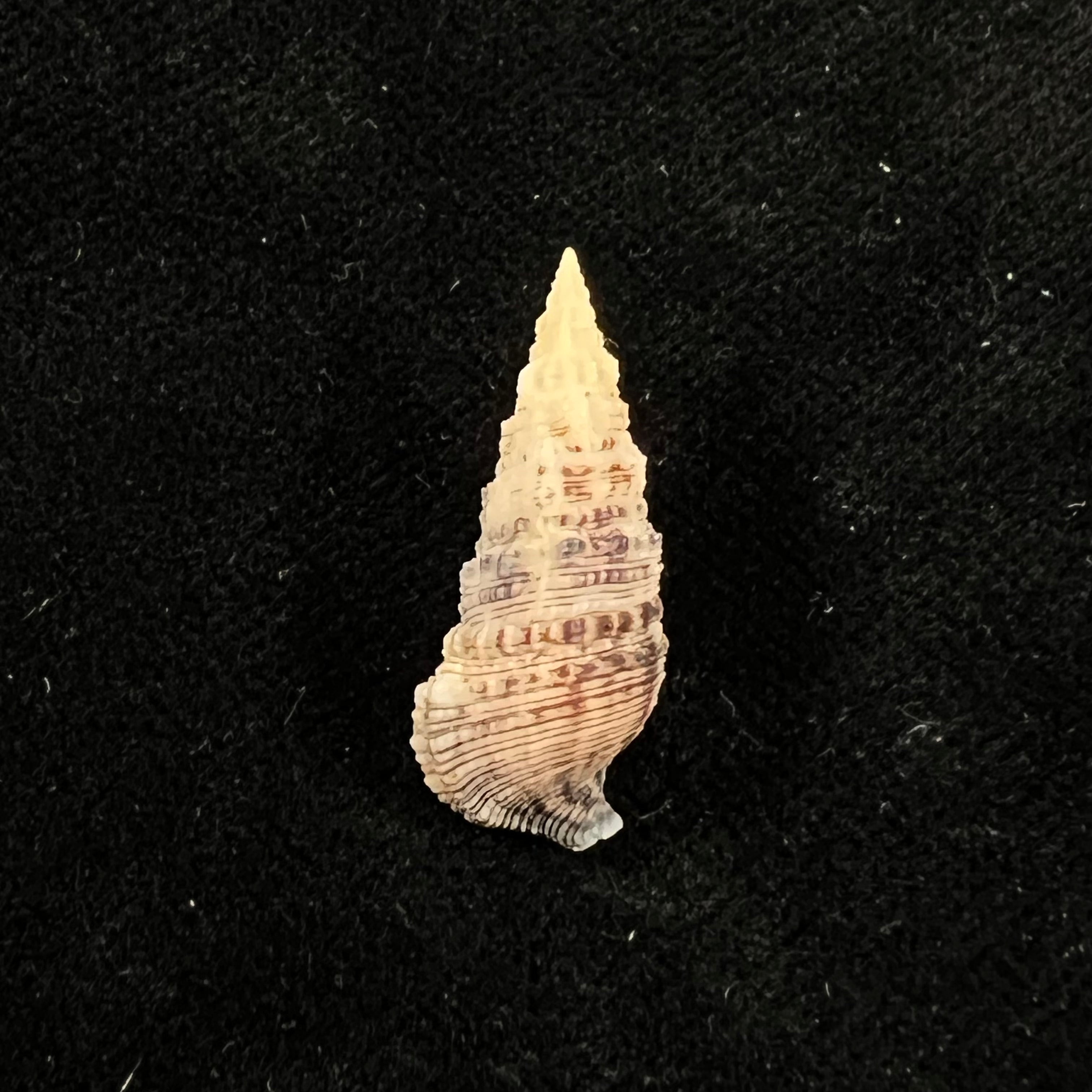 Cerithium atratum (Born, 1778) - 24,2mm
