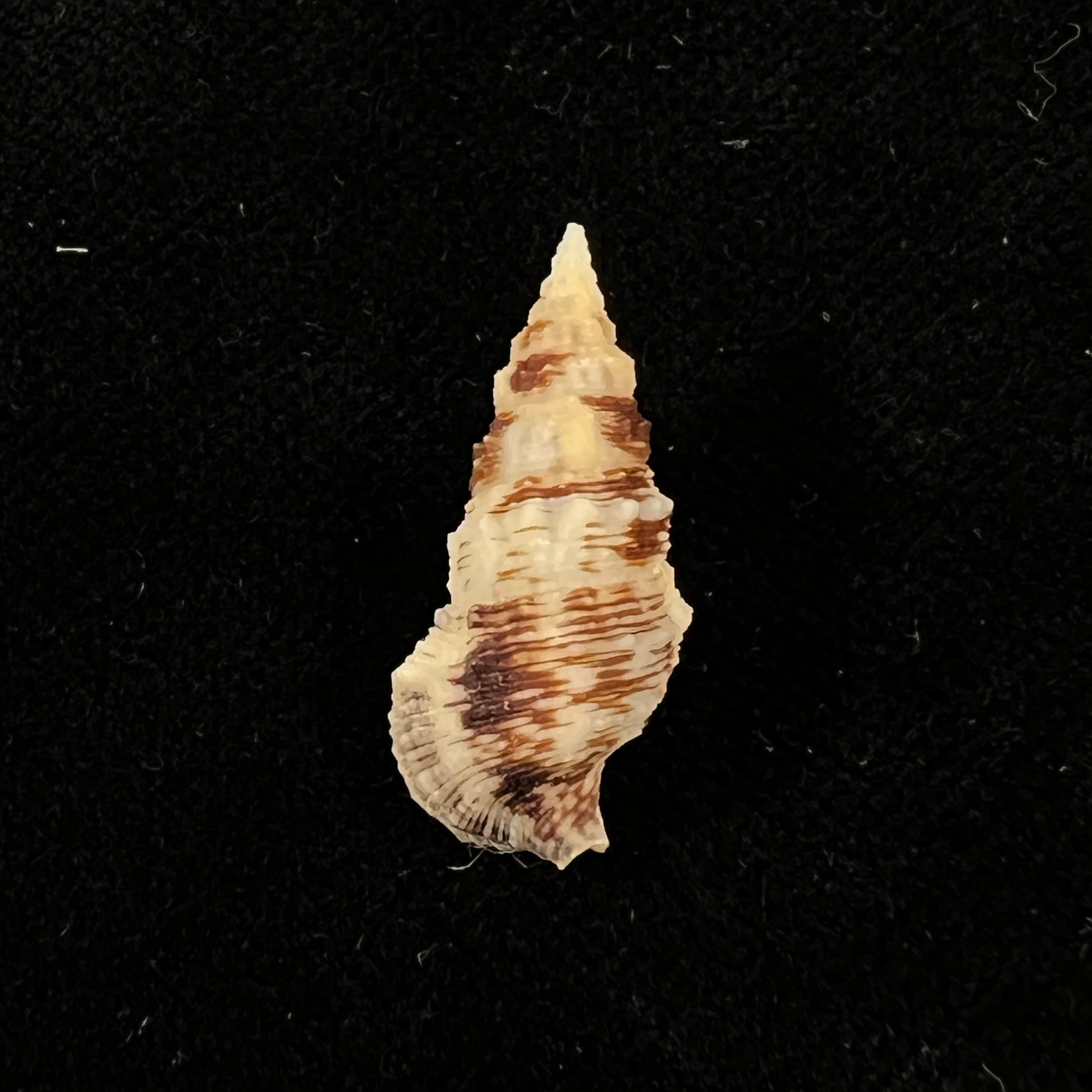 Cerithium atratum (Born, 1778) - 23,5mm