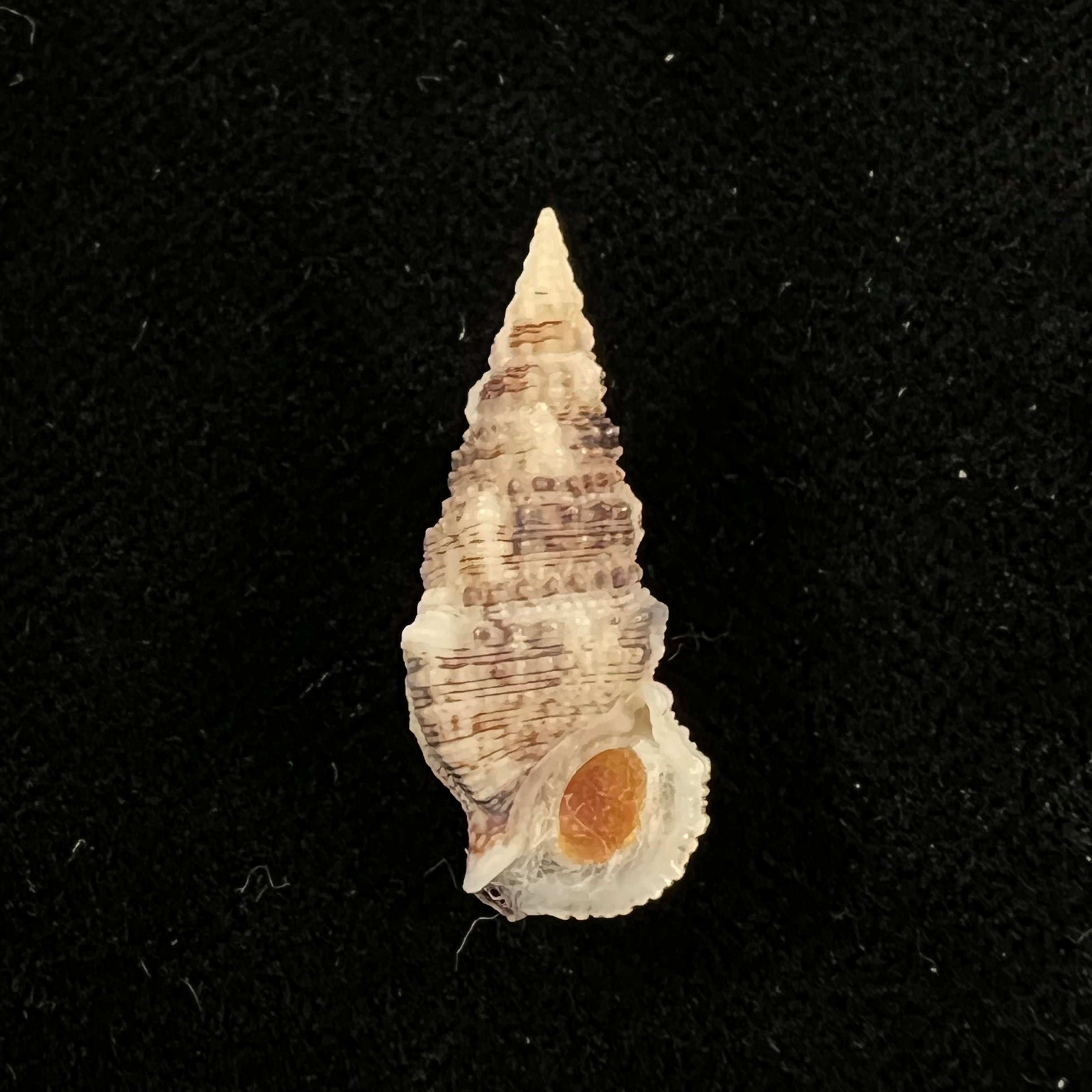Cerithium atratum (Born, 1778) - 24,9mm