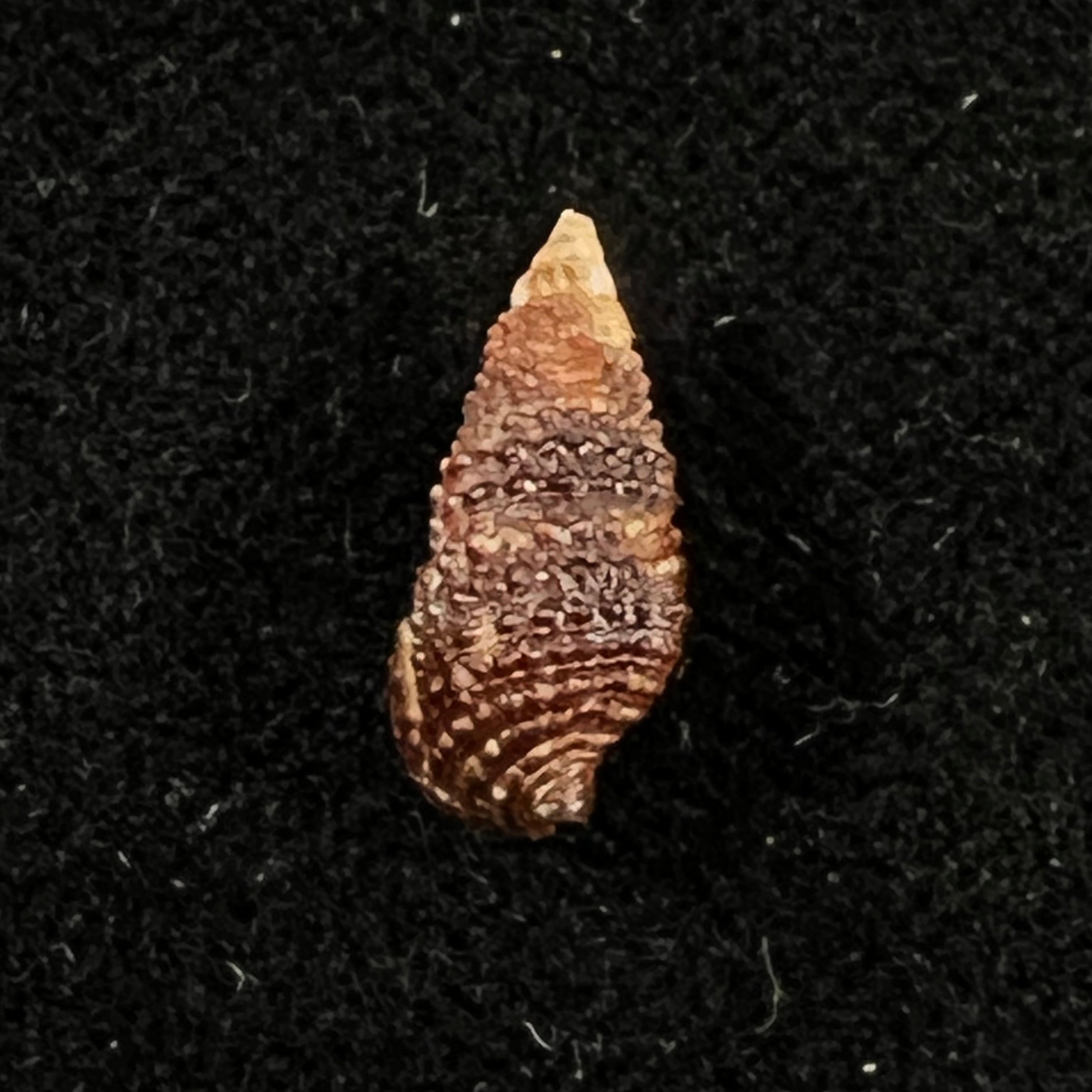 Cerithium lutosum Menke, 1828 - 13,4mm