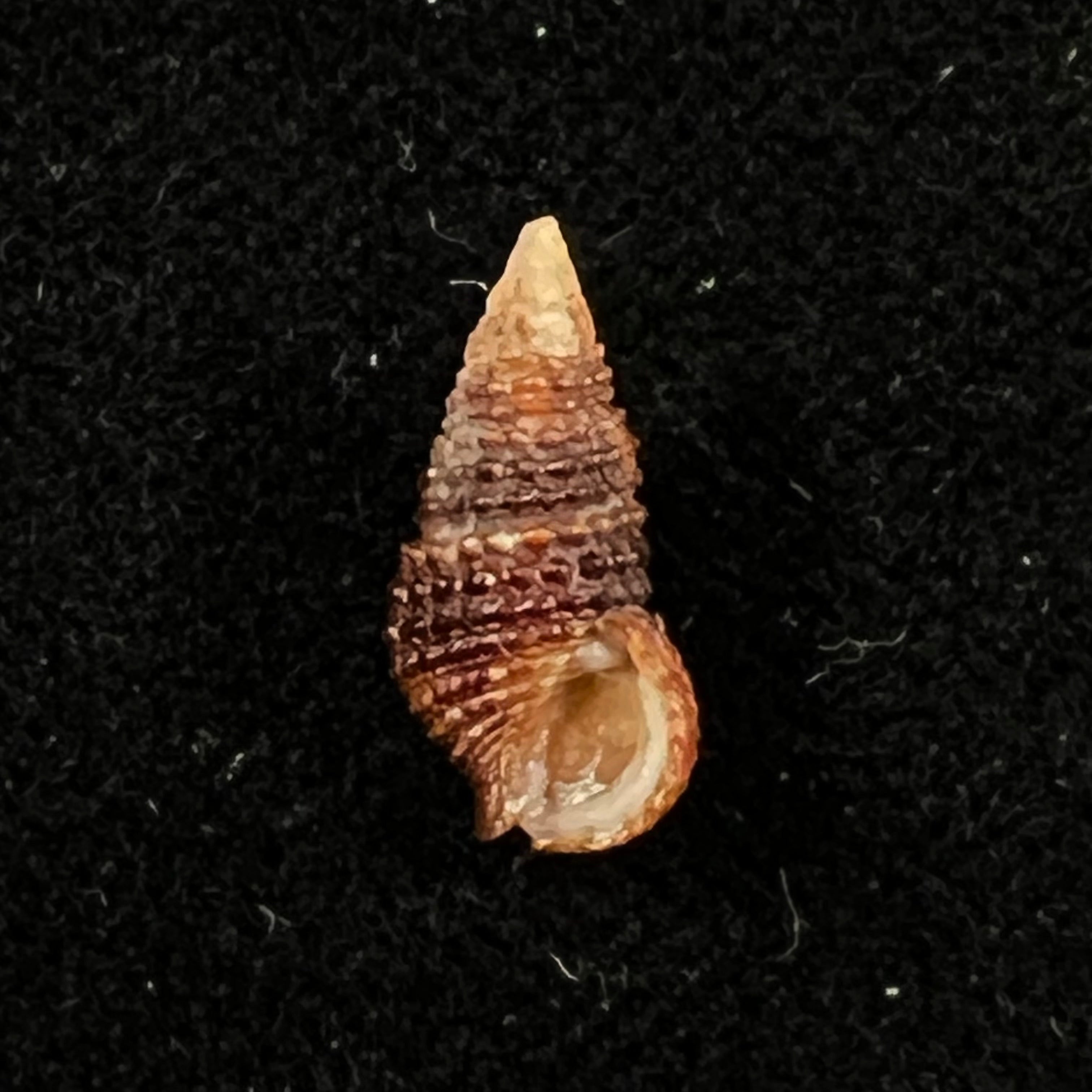 Cerithium lutosum Menke, 1828 - 13,4mm