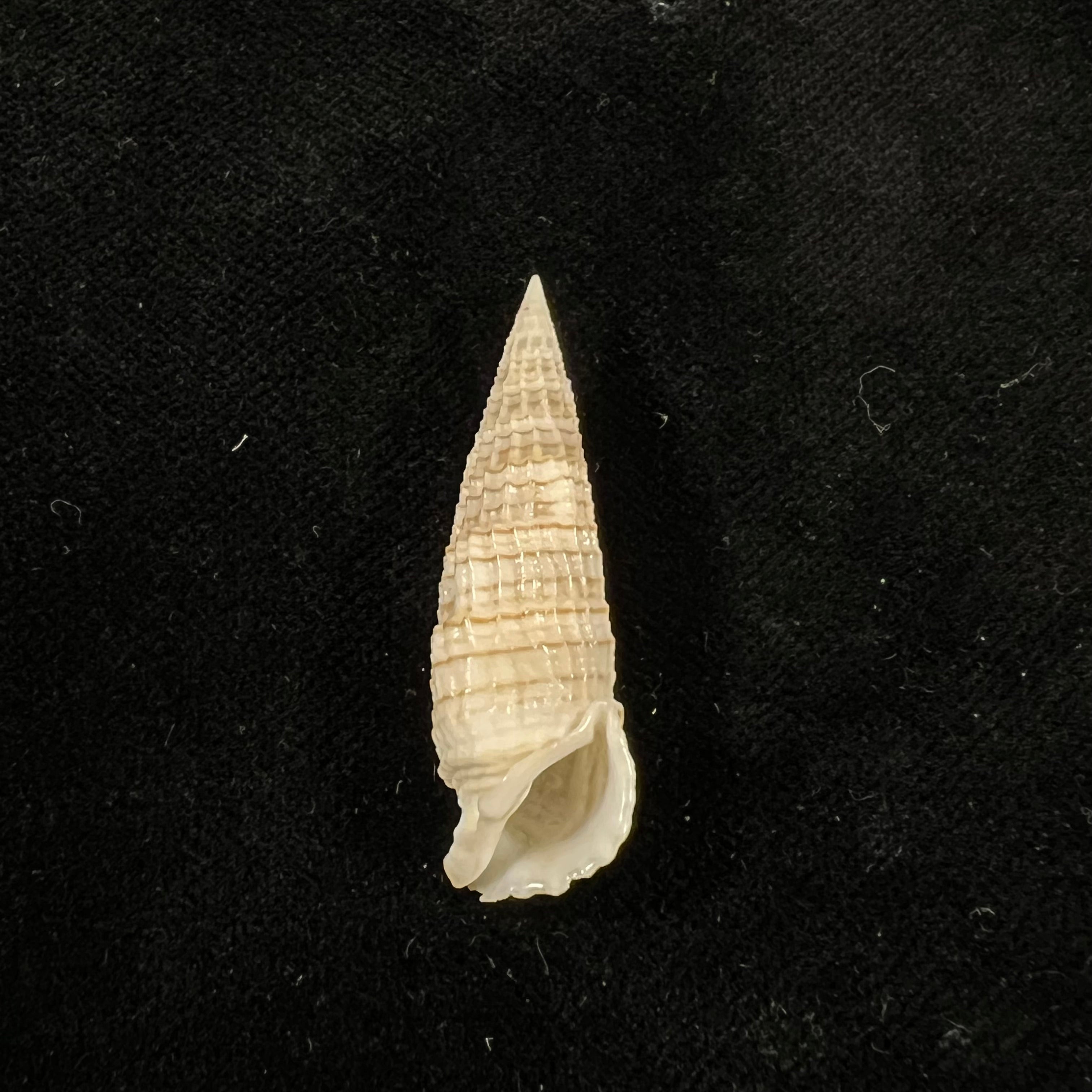 Rhinoclavis aspera (Linnaeus,1758) - 38,4mm
