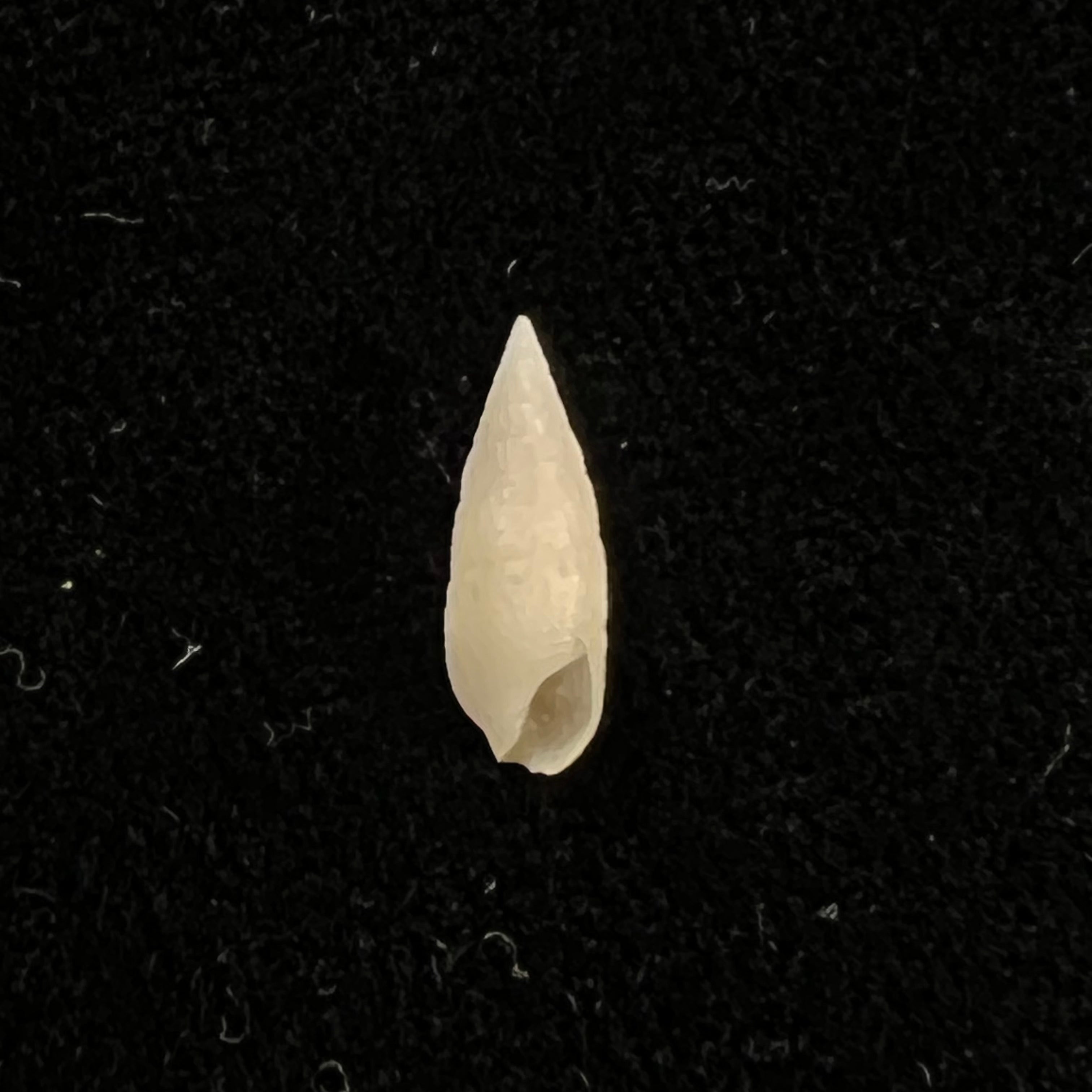 Cerithium nesioticum Pilsbry & Vanatta, 1906 - 11,3mm