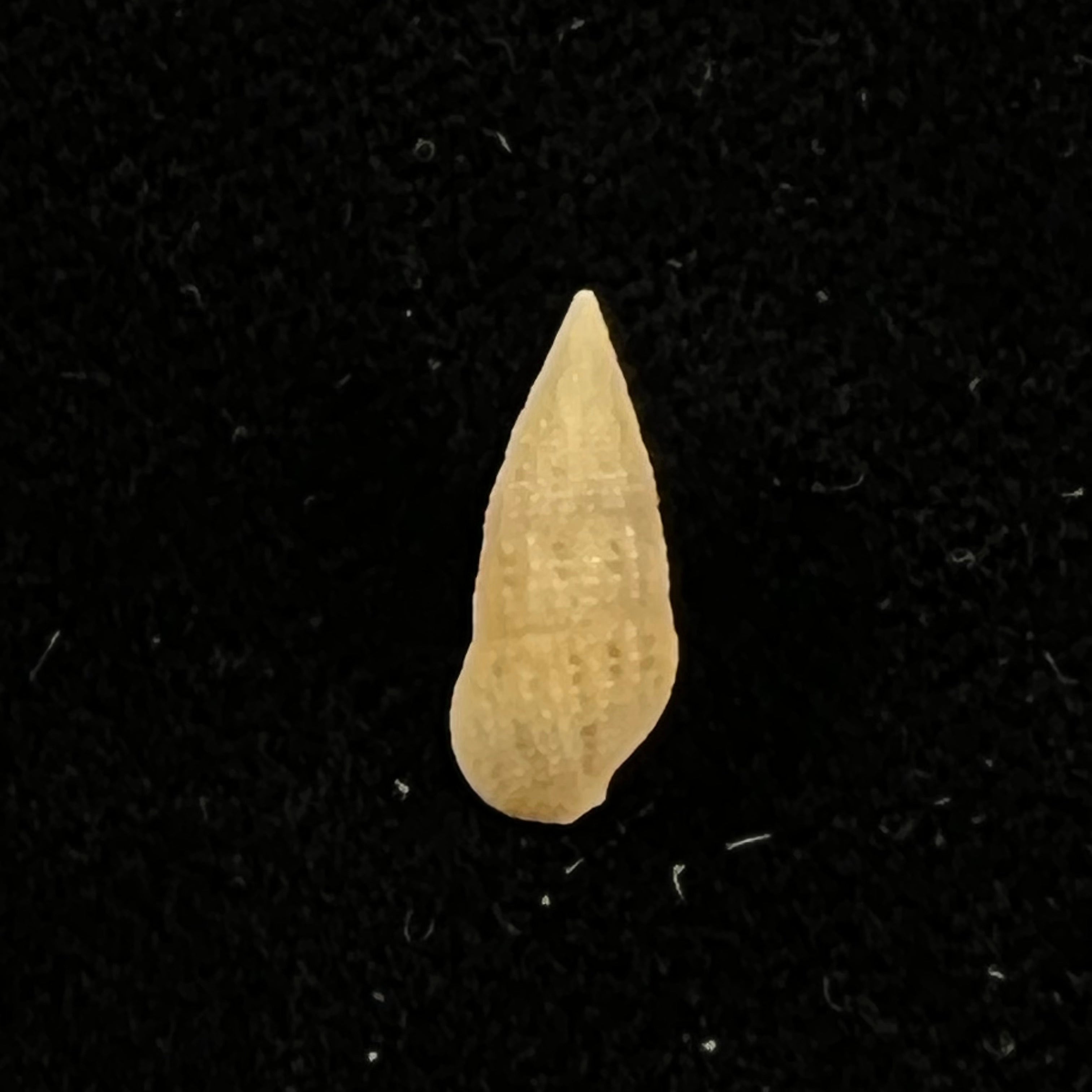 Cerithium nesioticum Pilsbry & Vanatta, 1906 - 12mm