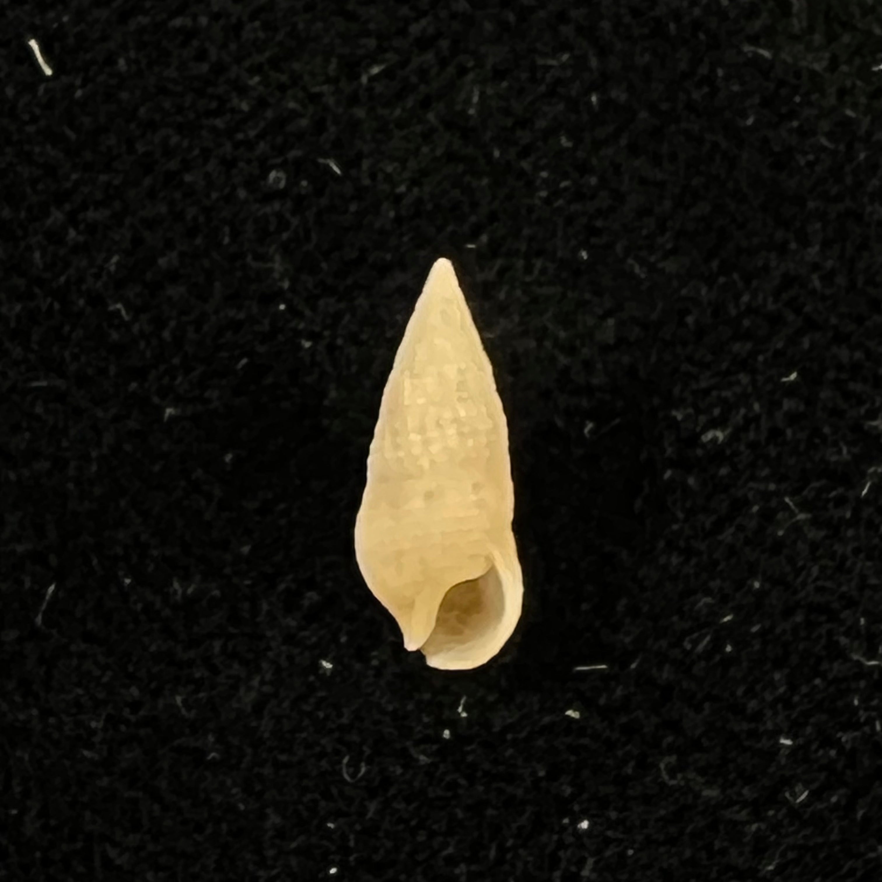 Cerithium nesioticum Pilsbry & Vanatta, 1906 - 12mm
