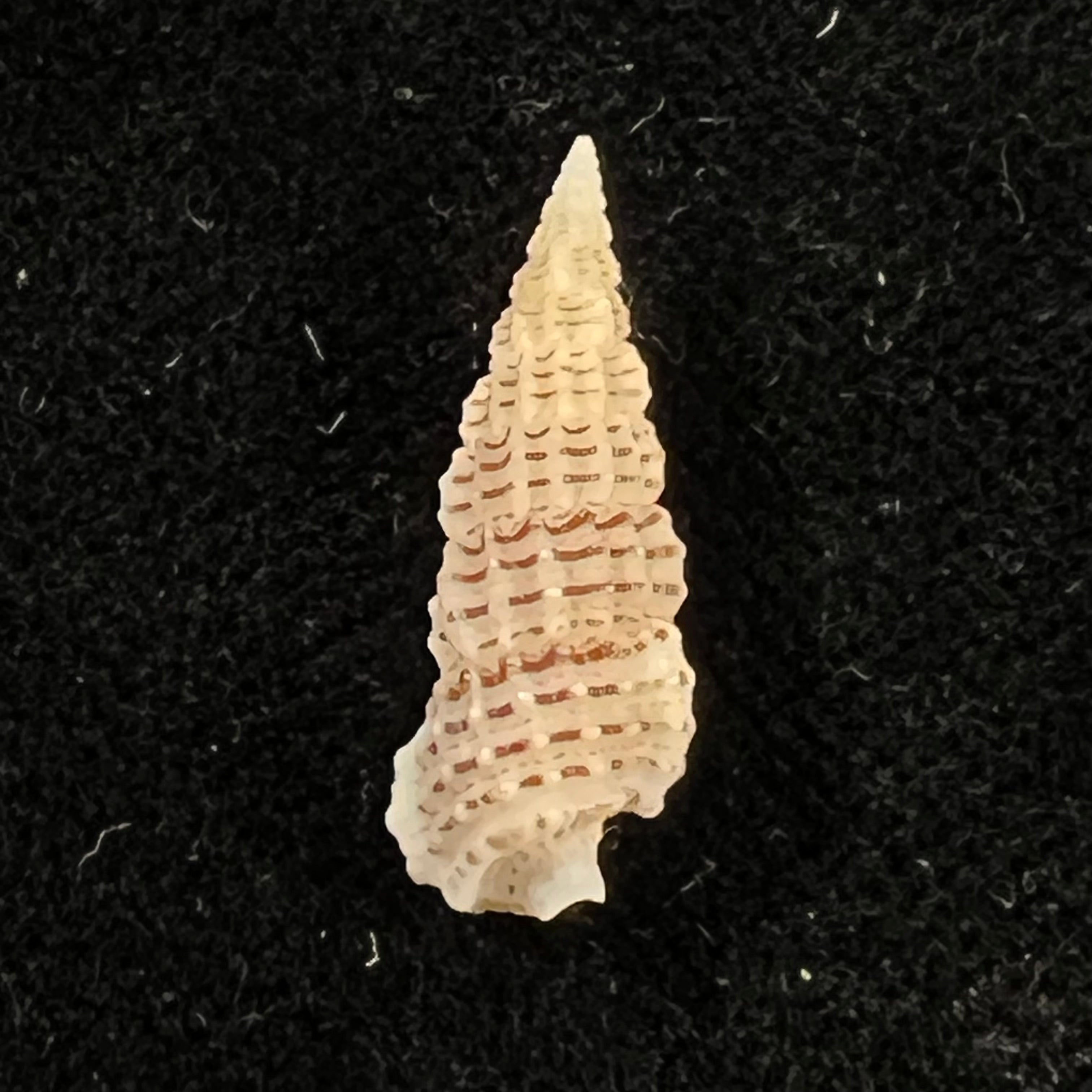 Cerithium muscarum Say, 1822 - 19,8mm