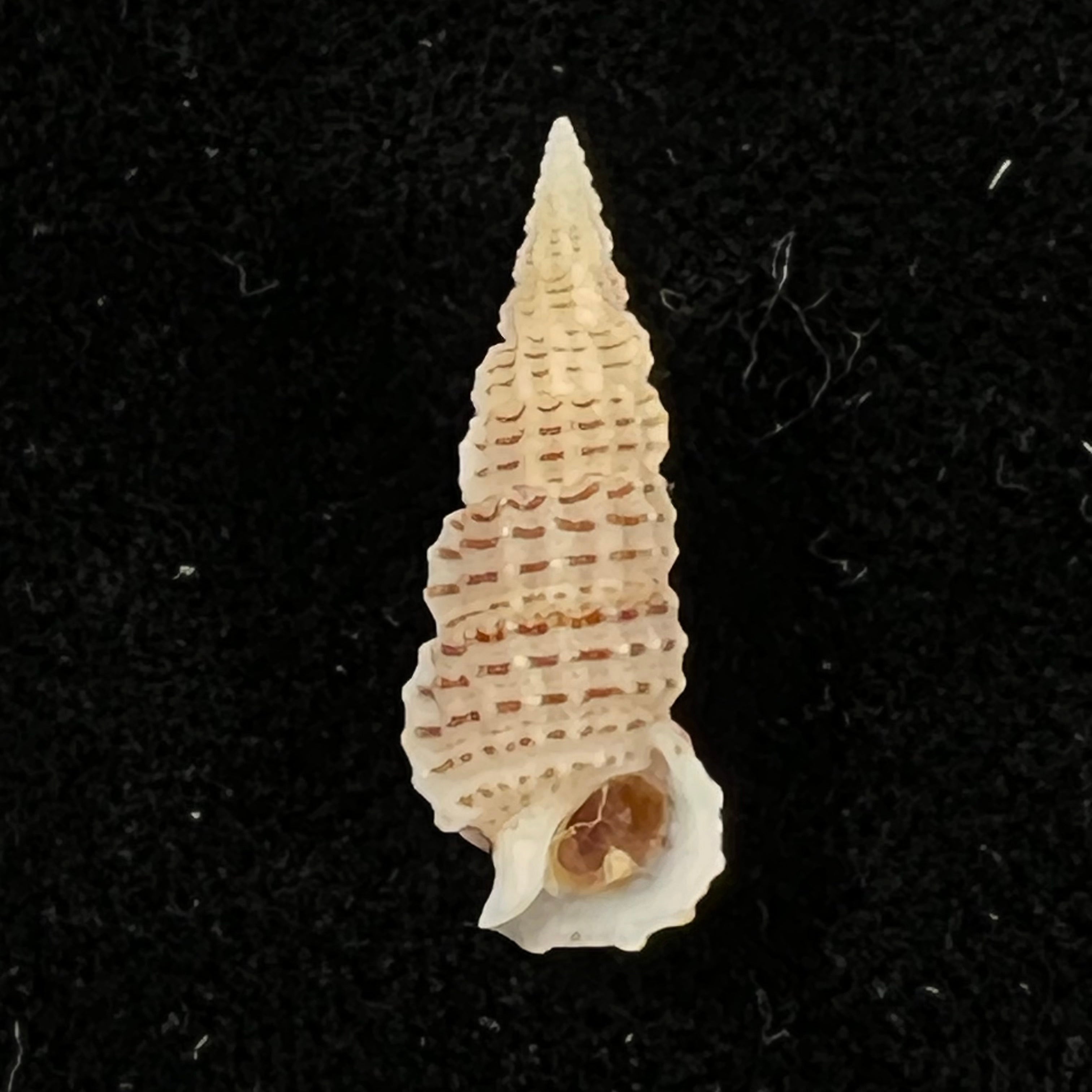 Cerithium muscarum Say, 1822 - 19,8mm