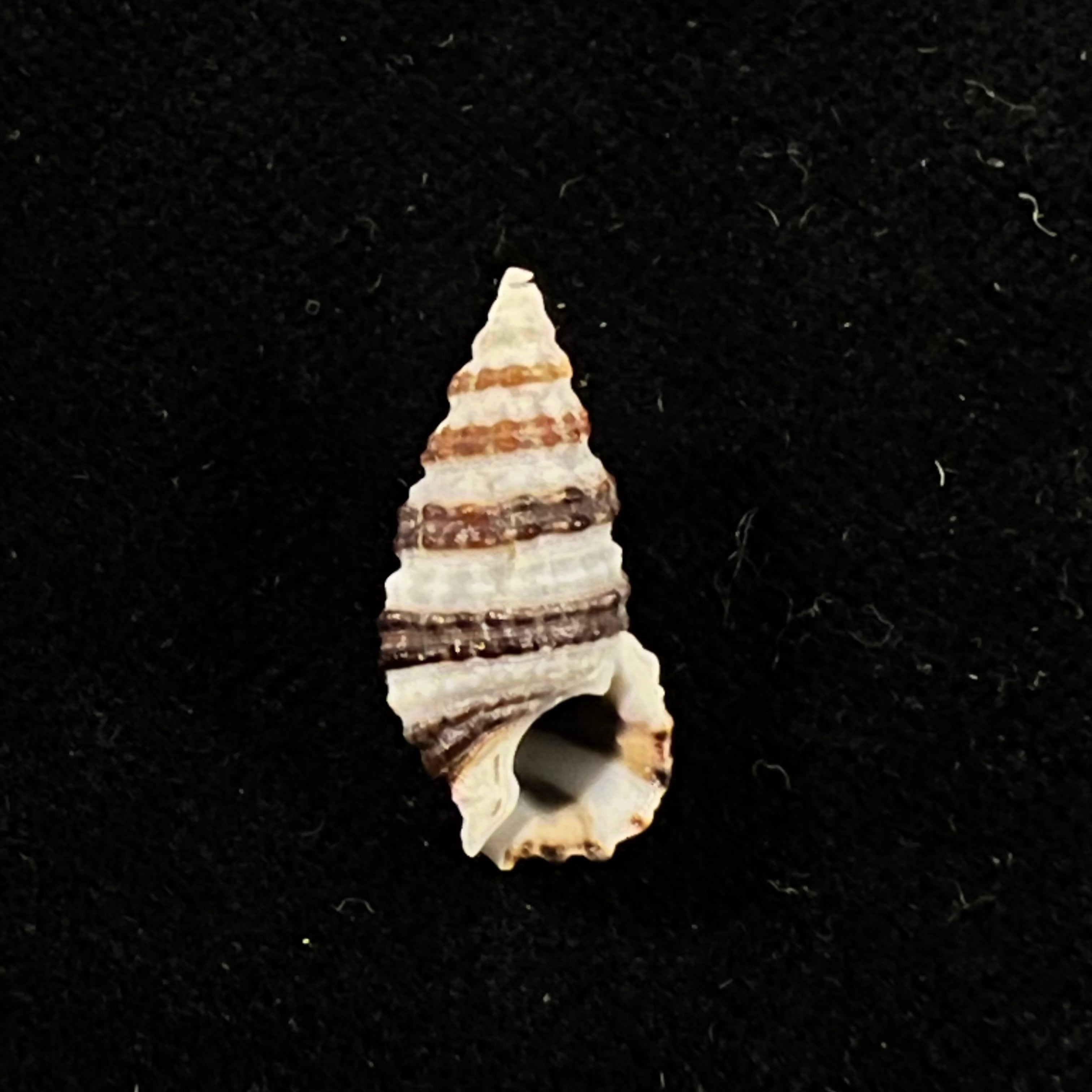 Cerithium zonatum (W. Wood, 1828) - 19,3mm