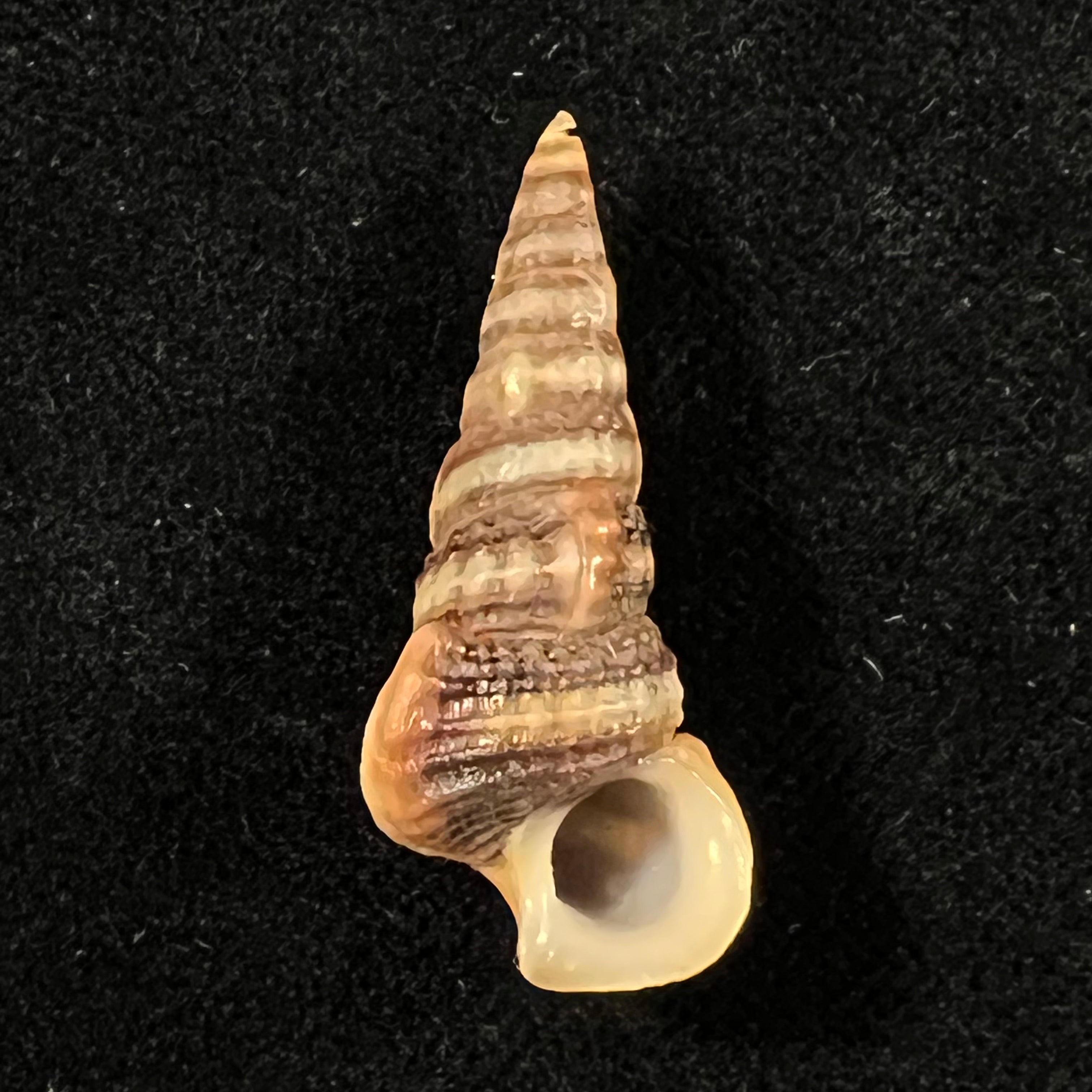 Cerithidea valida (C. B. Adams, 1852) - 33,1mm