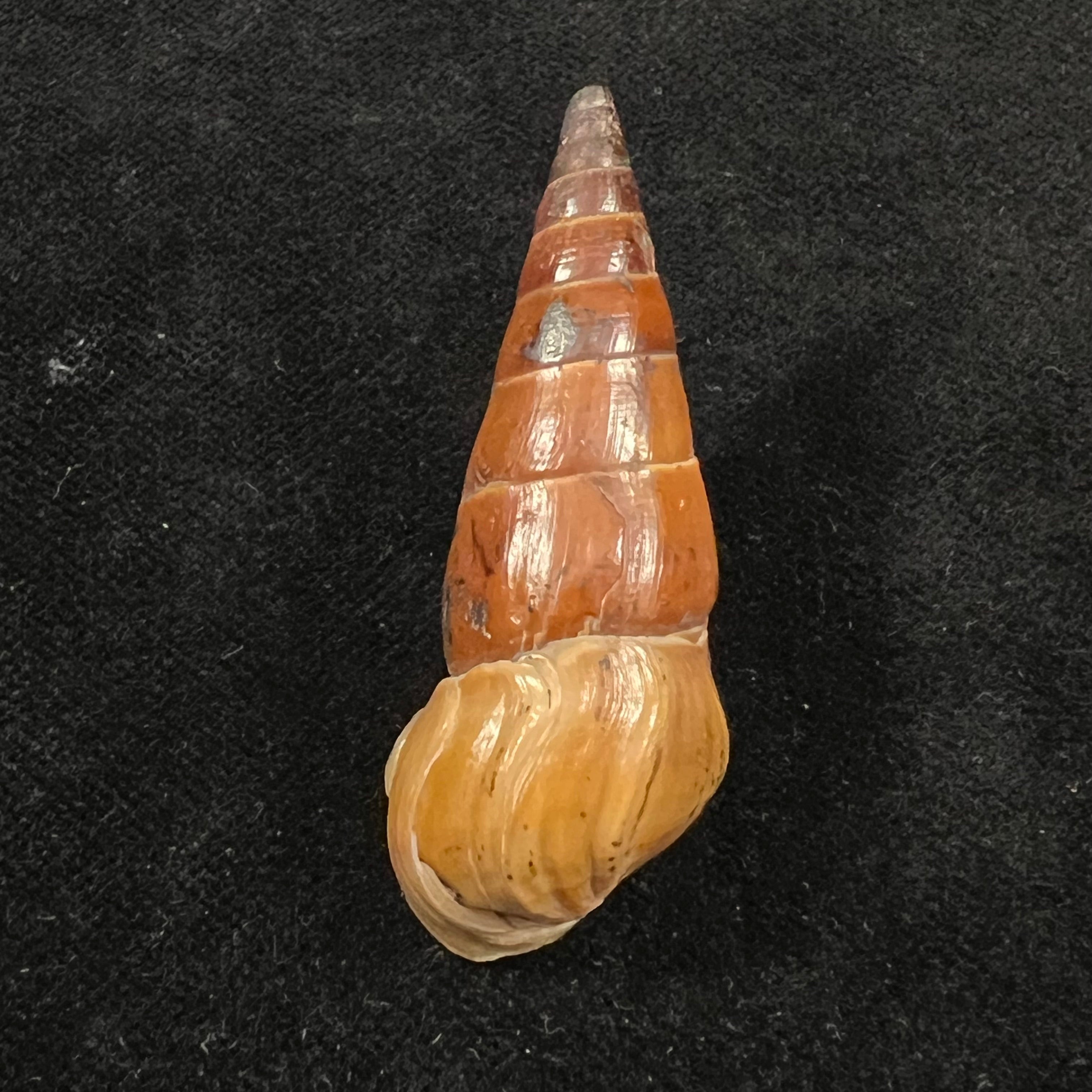 Pirena bicarinata (Grateloup, 1840) - 49,3mm