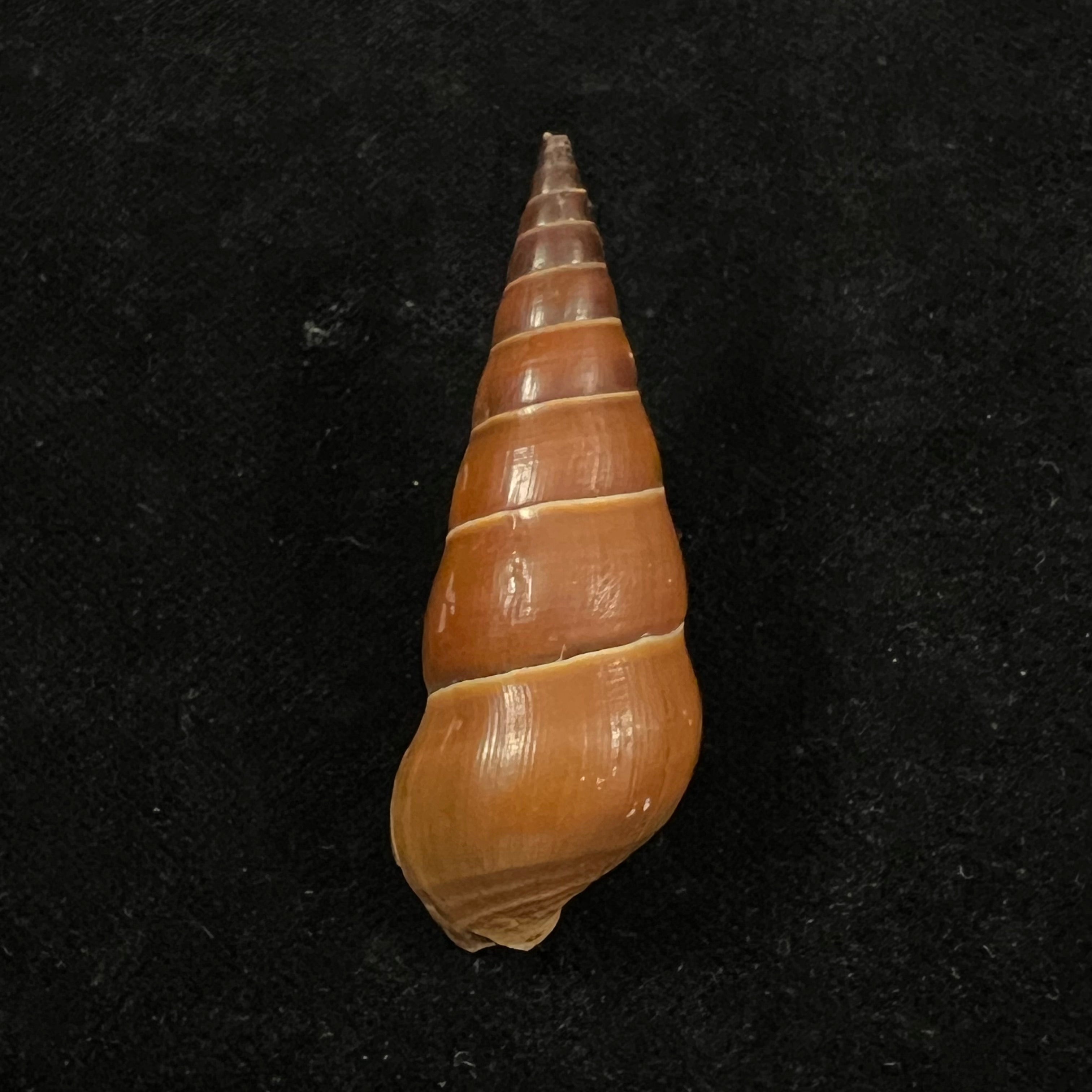 Pirena bicarinata (Grateloup, 1840) - 50,8mm