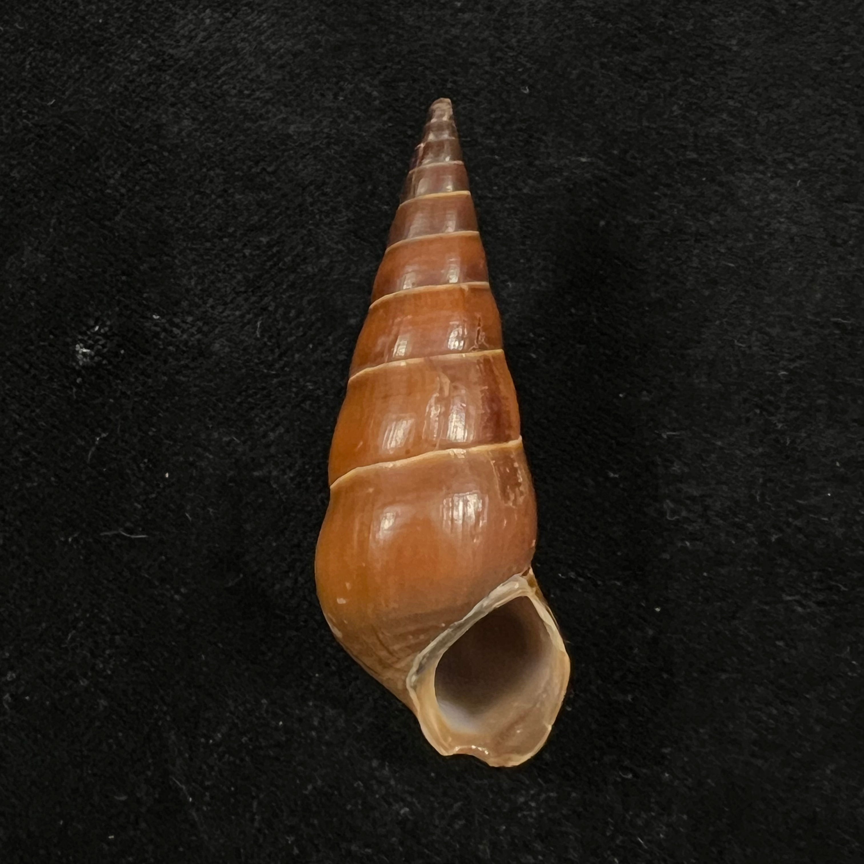 Pirena bicarinata (Grateloup, 1840) - 50,8mm