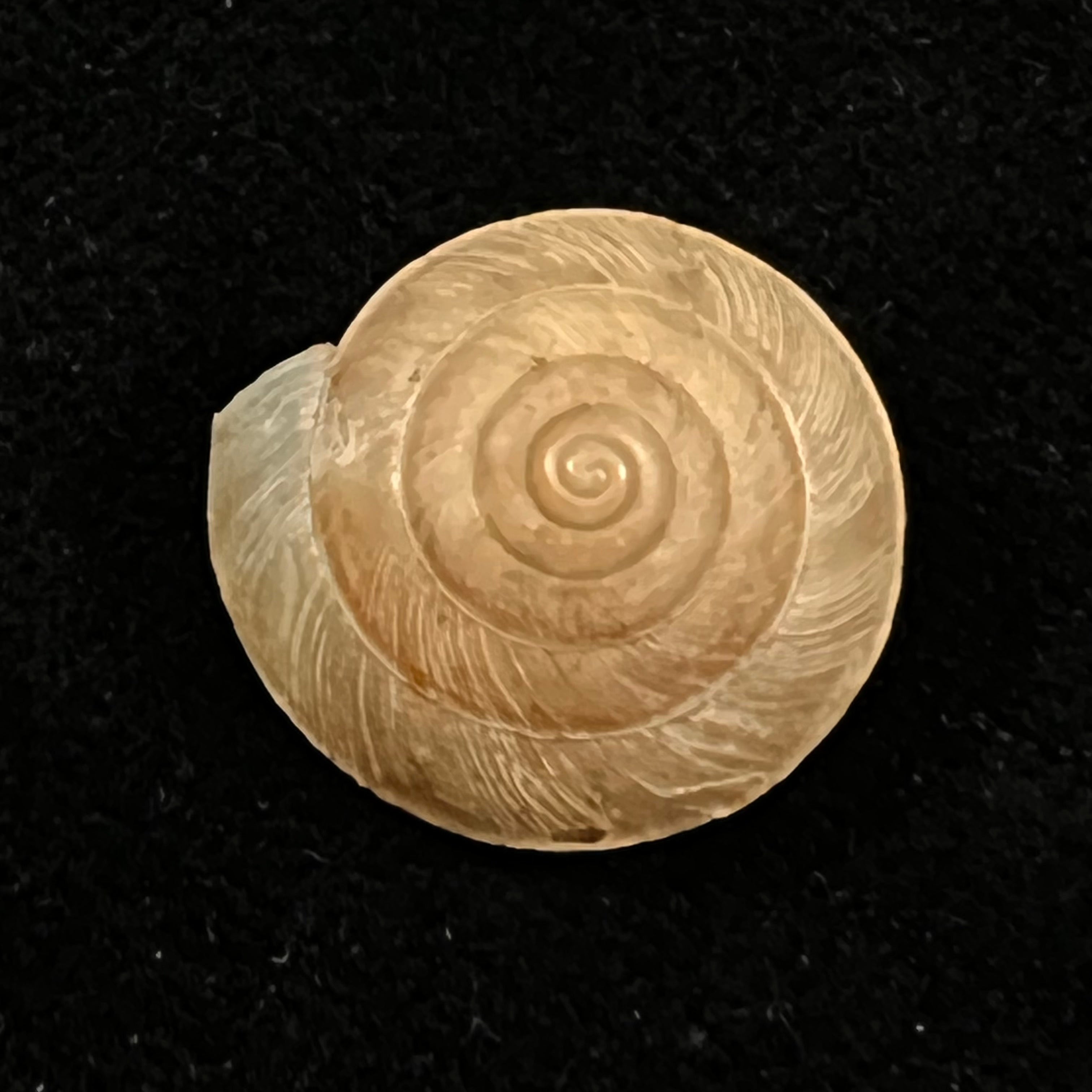 Trochonanina mozambicensis (L. Pfeiffer, 1855) - 17,4mm