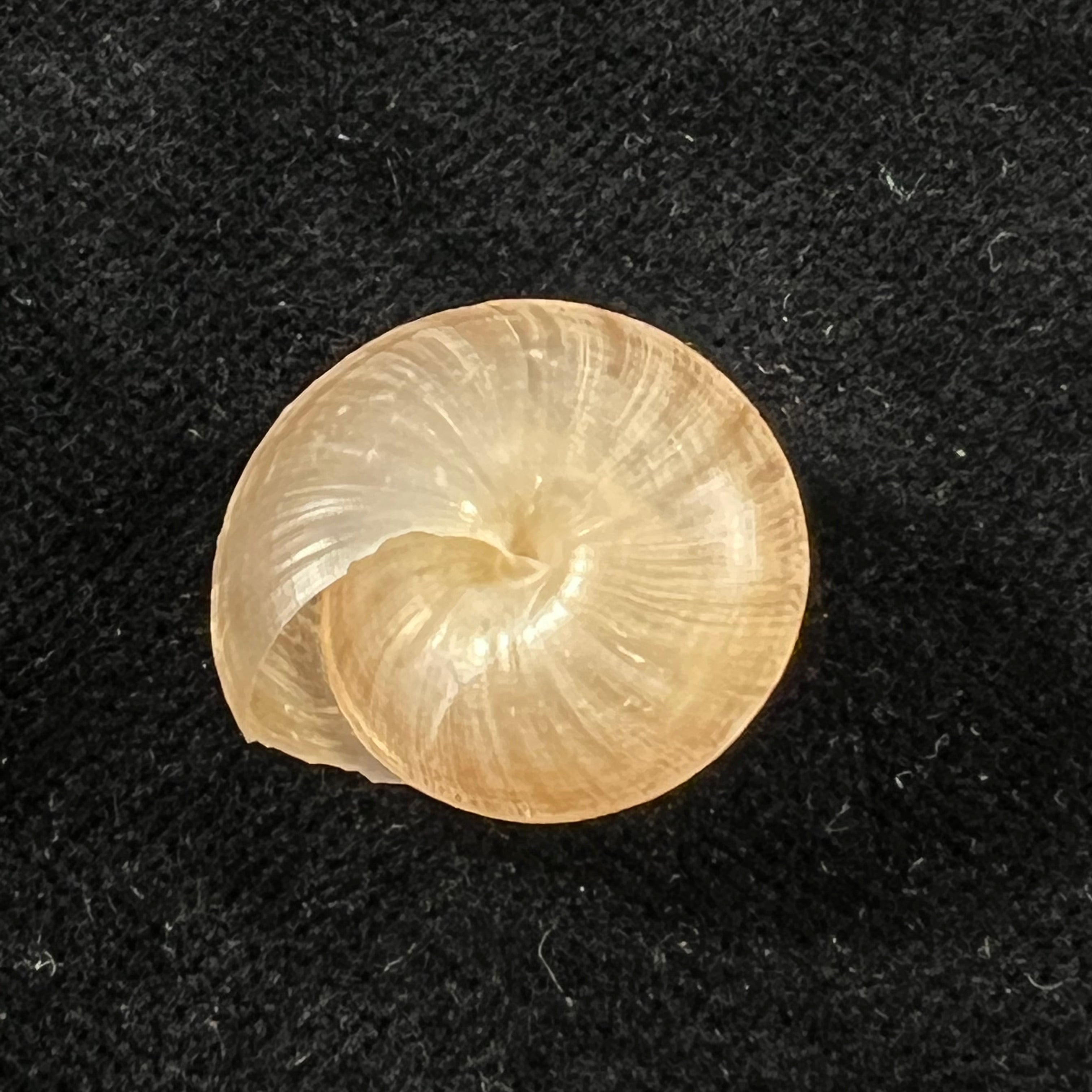 Trochonanina mozambicensis (L. Pfeiffer, 1855) - 19,2mm