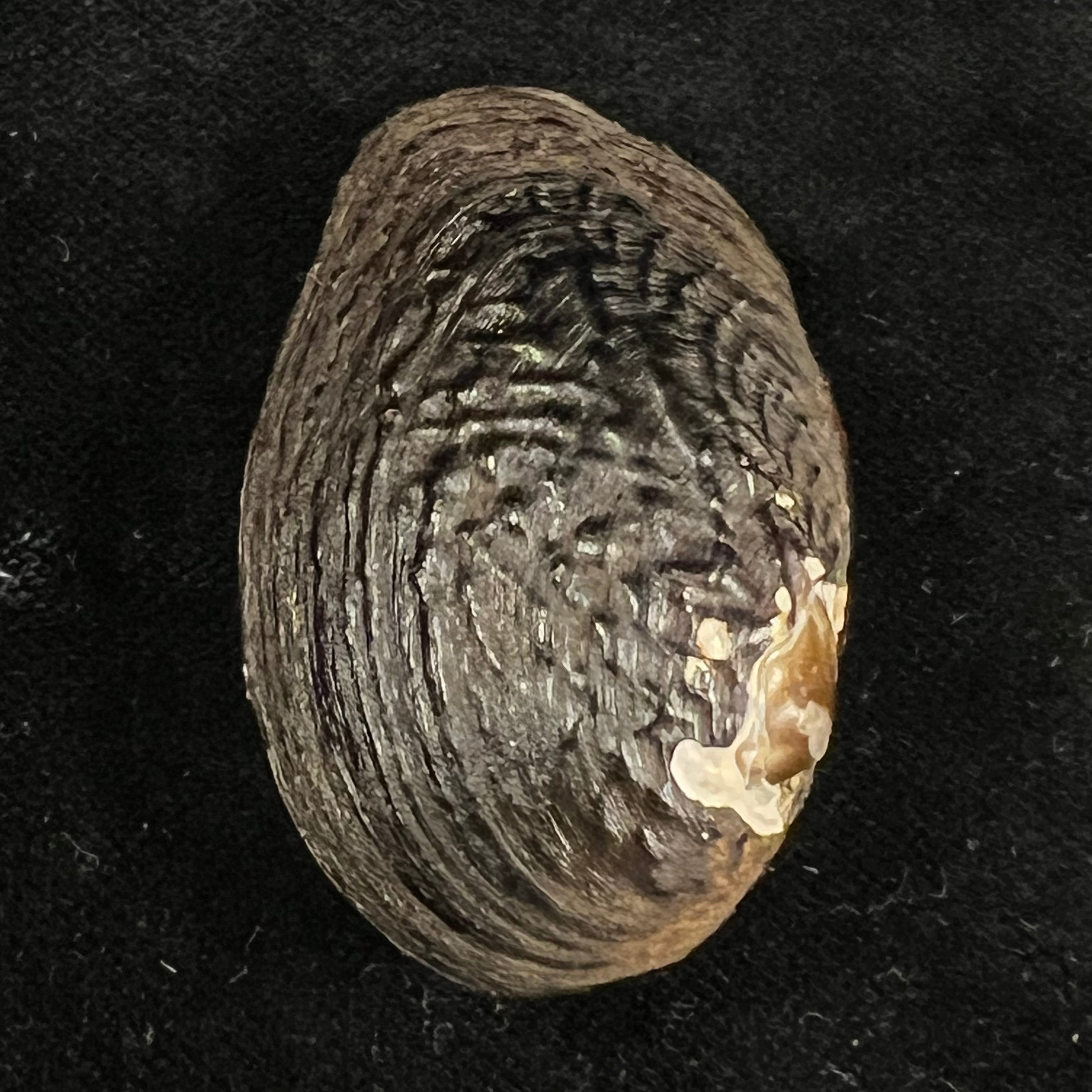 Lamprotula verrugulosa (Heude, 1877) - 44,9mm