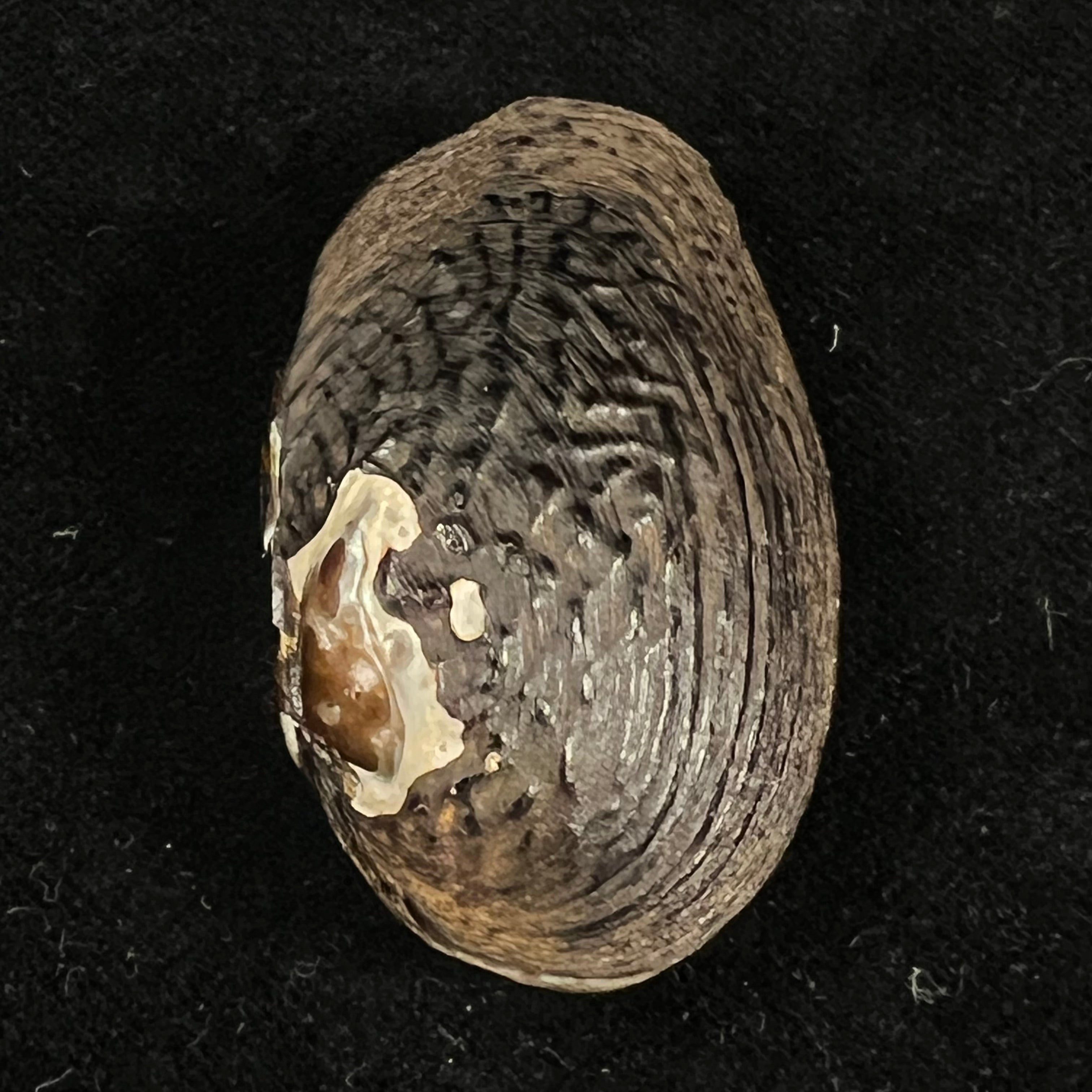 Lamprotula verrugulosa (Heude, 1877) - 44,9mm