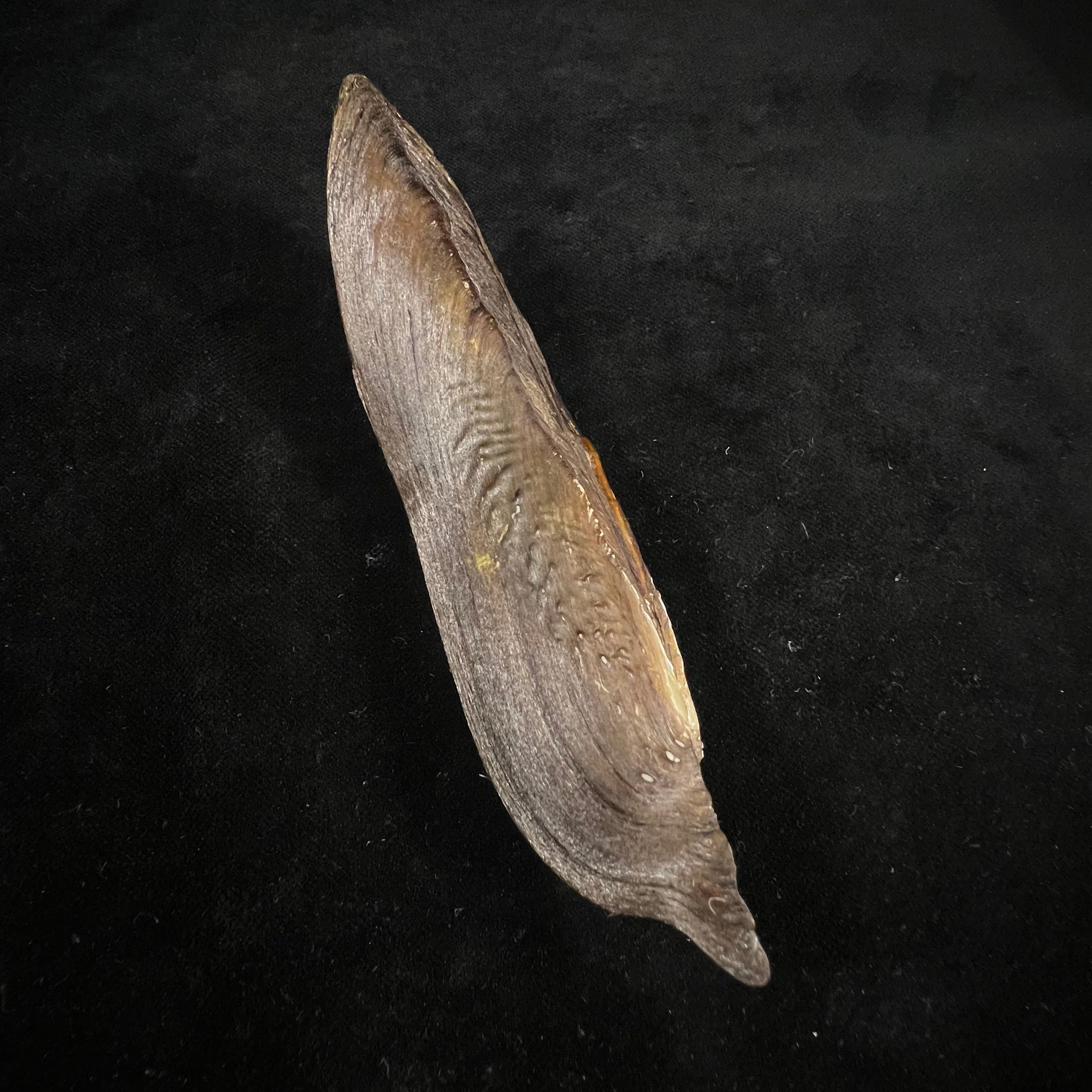Lanceolaria lanceolata (I. Lea, 1856) - 125,8mm