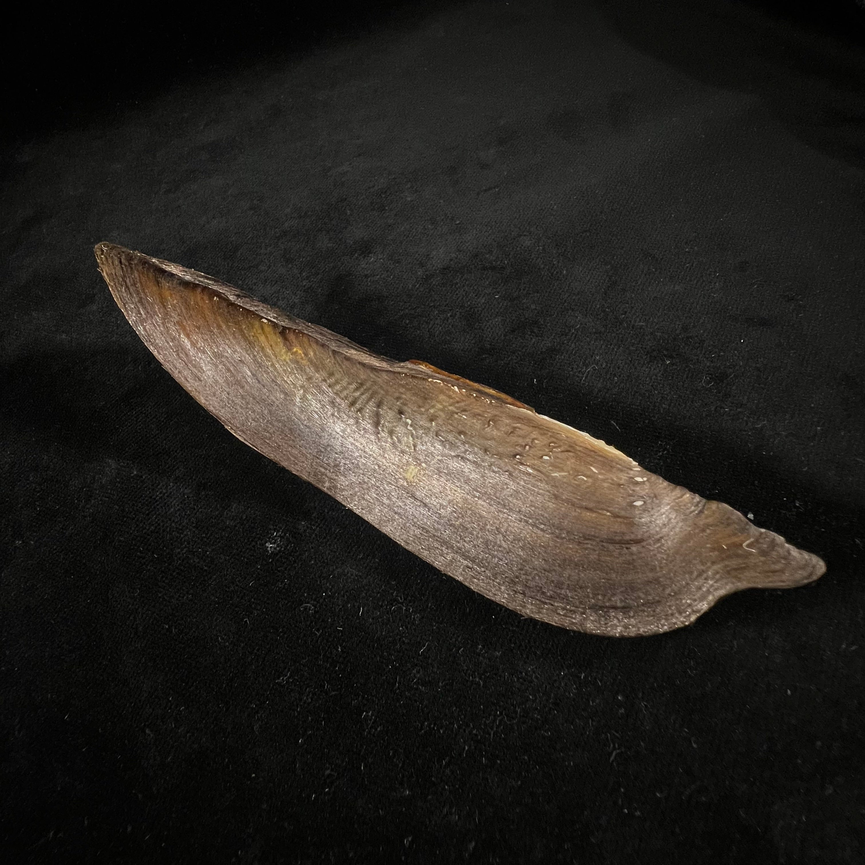 Lanceolaria lanceolata (I. Lea, 1856) - 125,8mm