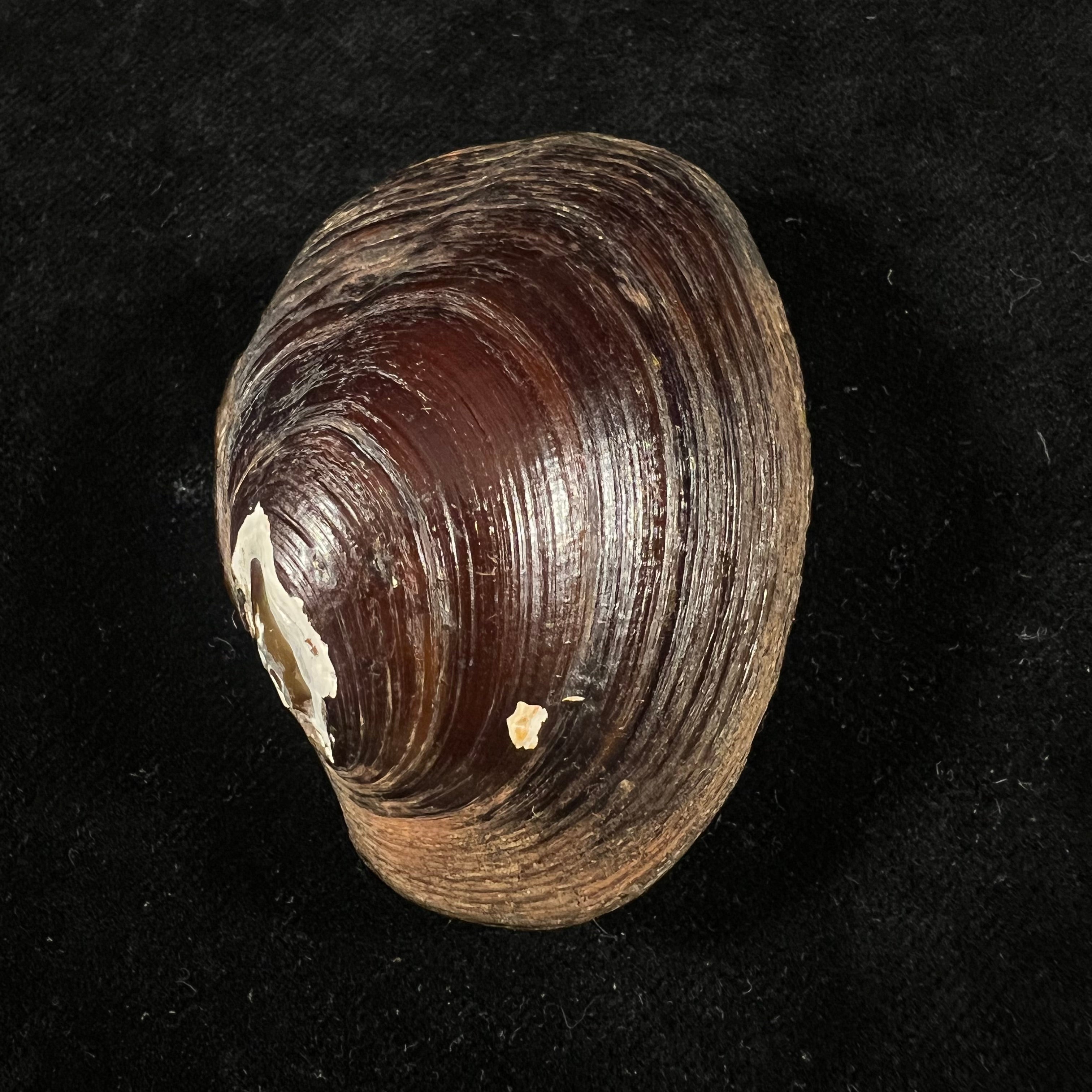 Coelatura kunenensis (Mousson, 1888) - 57,9