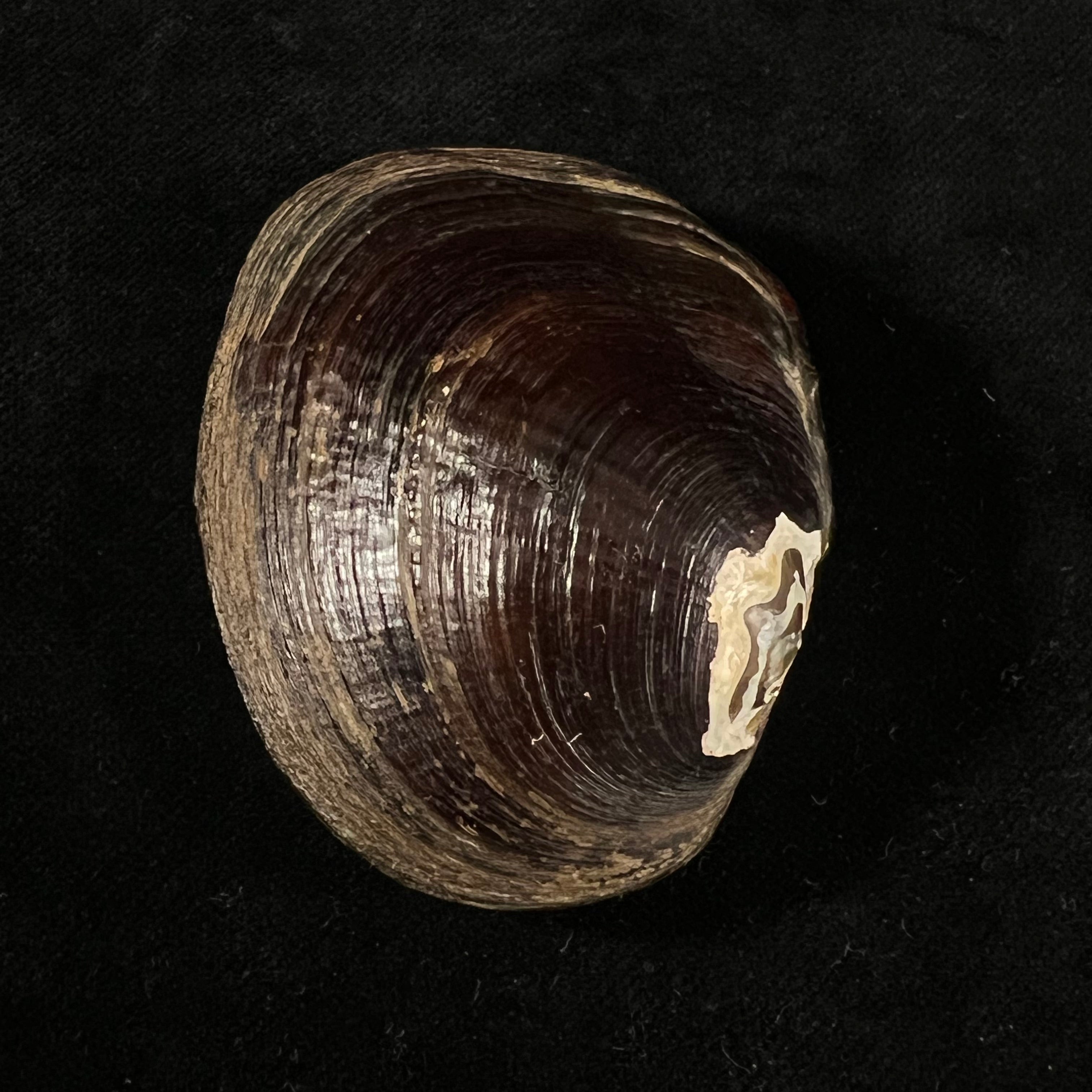 Coelatura kunenensis (Mousson, 1888) - 58,6mm