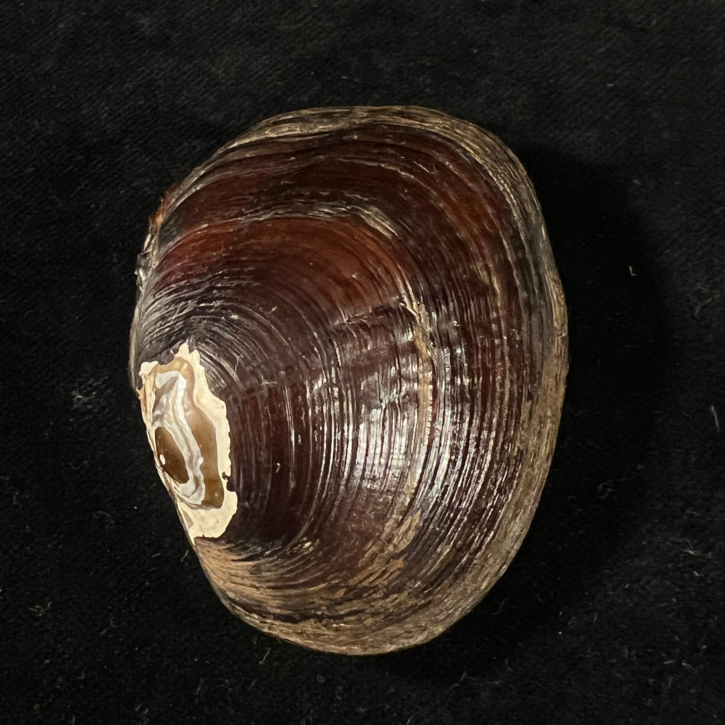 Coelatura kunenensis (Mousson, 1888) - 58,6mm