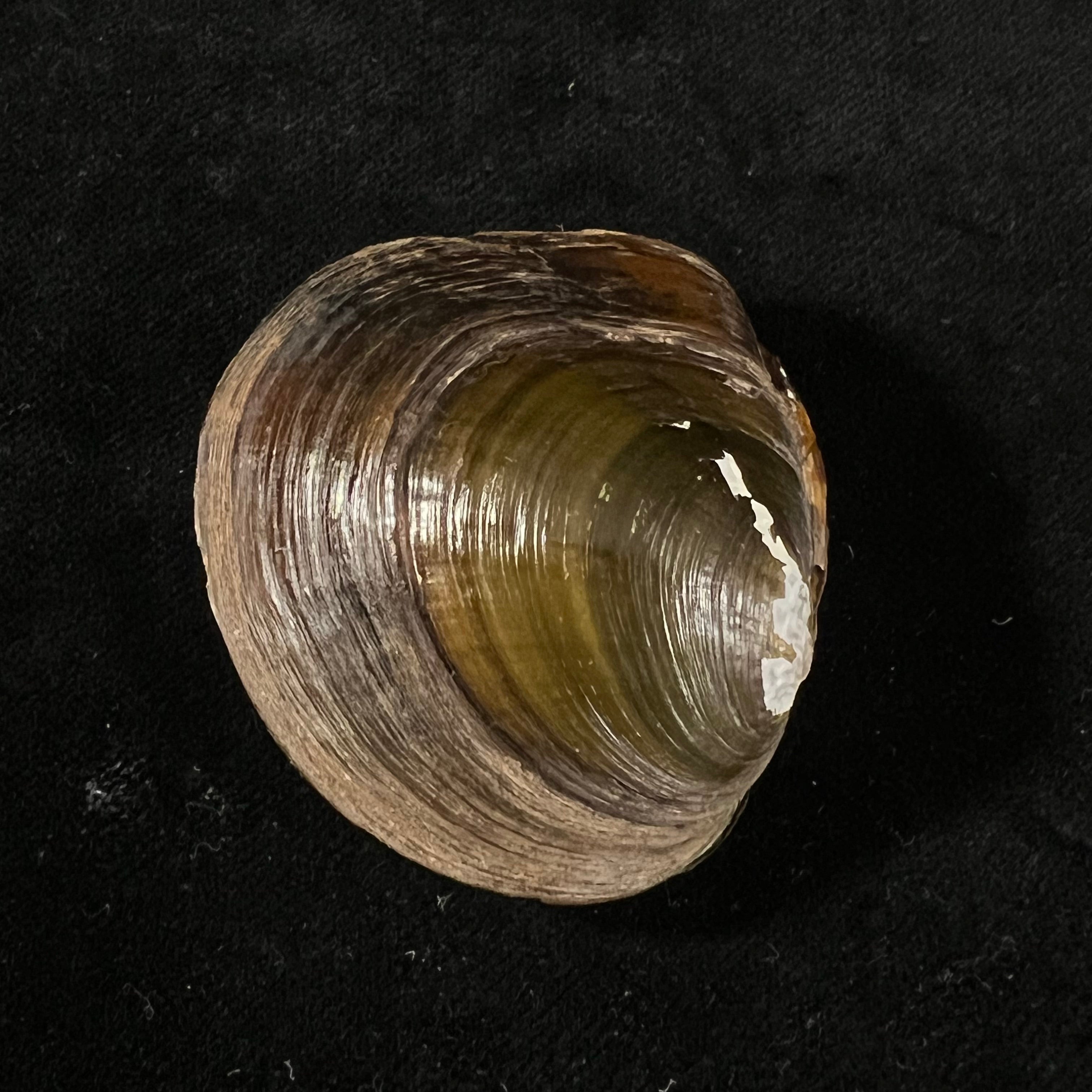 Coelatura kunenensis (Mousson, 1888) - 47,5mm