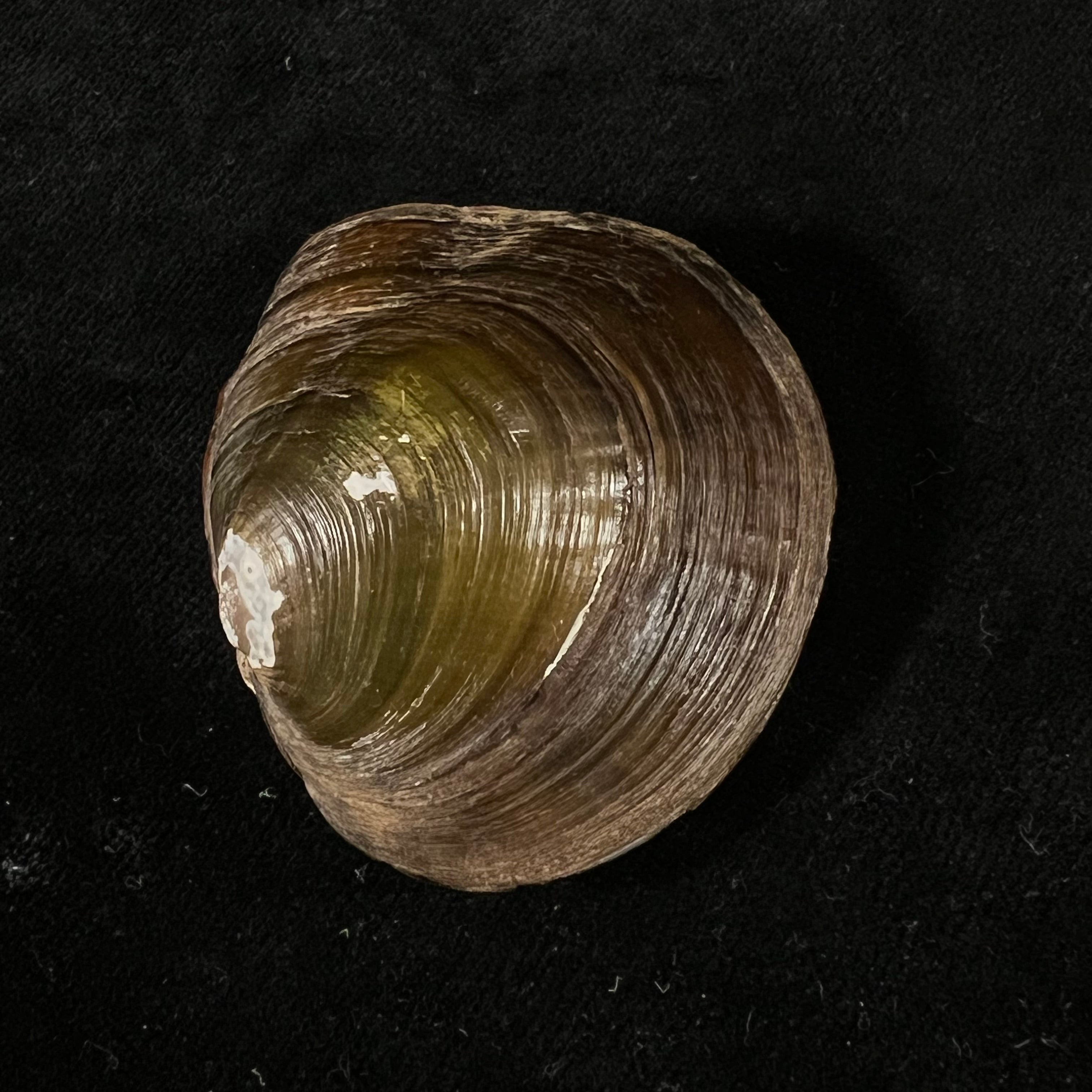 Coelatura kunenensis (Mousson, 1888) - 47,5mm