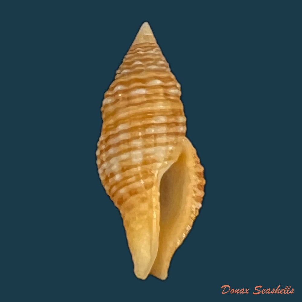 acanthina-brevidentata-w-wood-1828-27-1mm-copia-2