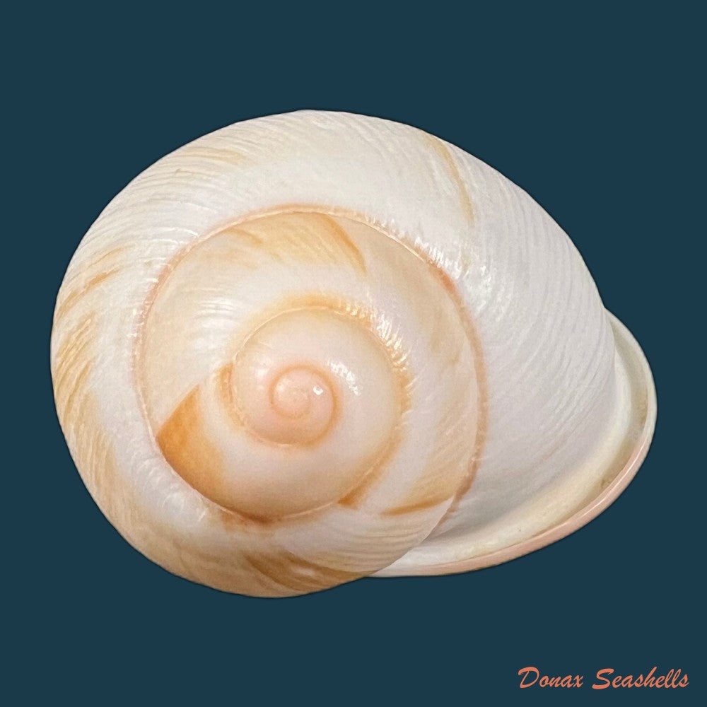 acavus-phoenix-l-pfeiffer-1854-51-3mm-copia-1