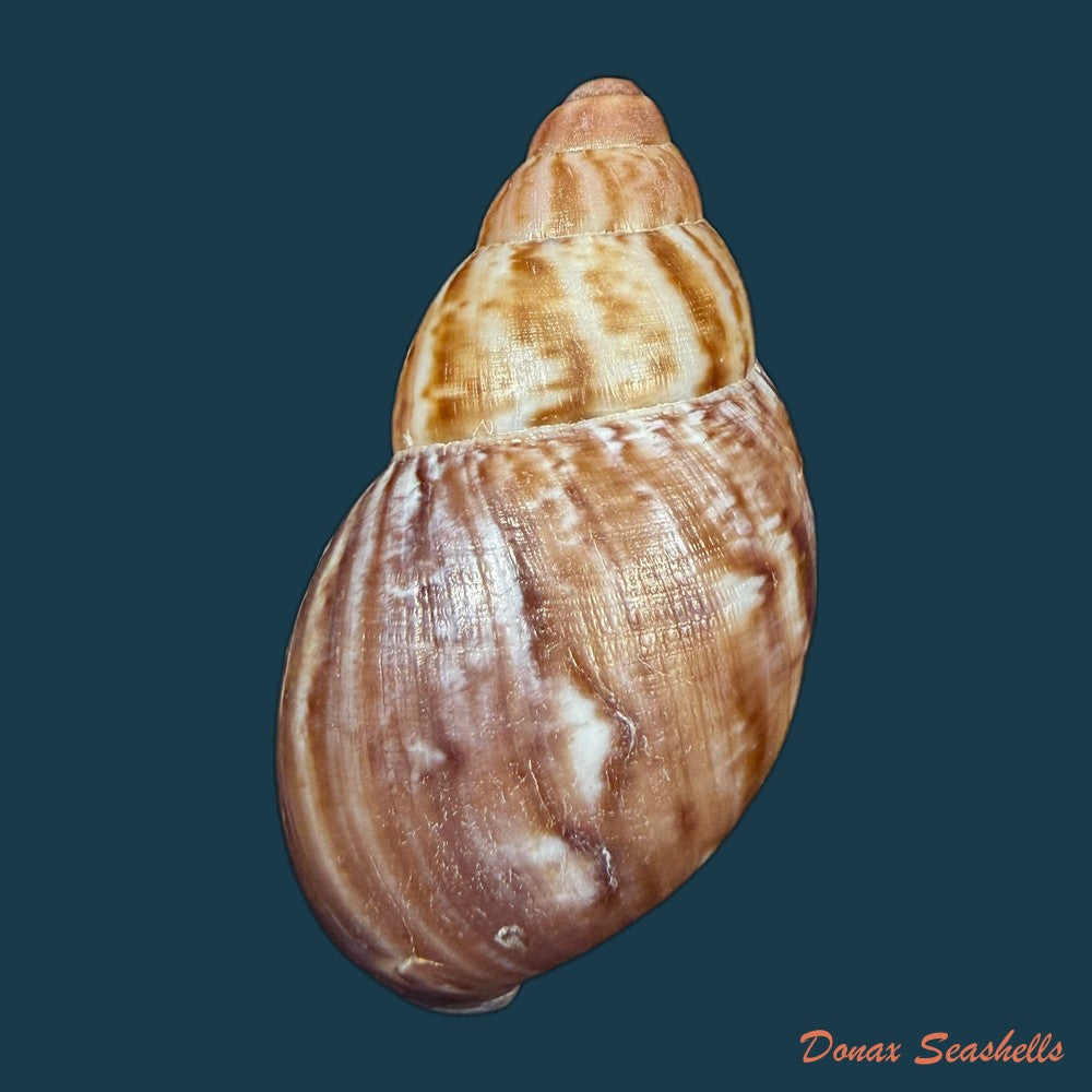 achatina-oblitterata-dautzenberg-1891-56-8mm-copia