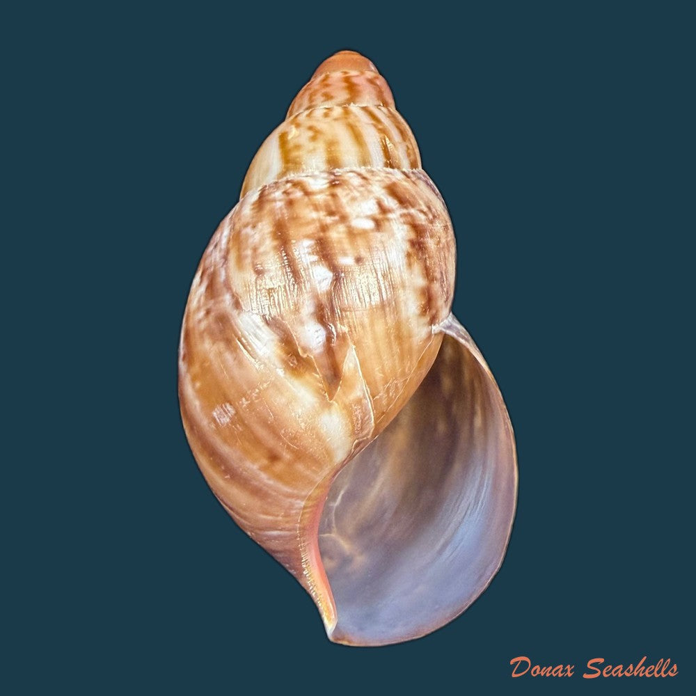 achatina-oblitterata-dautzenberg-1891-56-8mm-copia