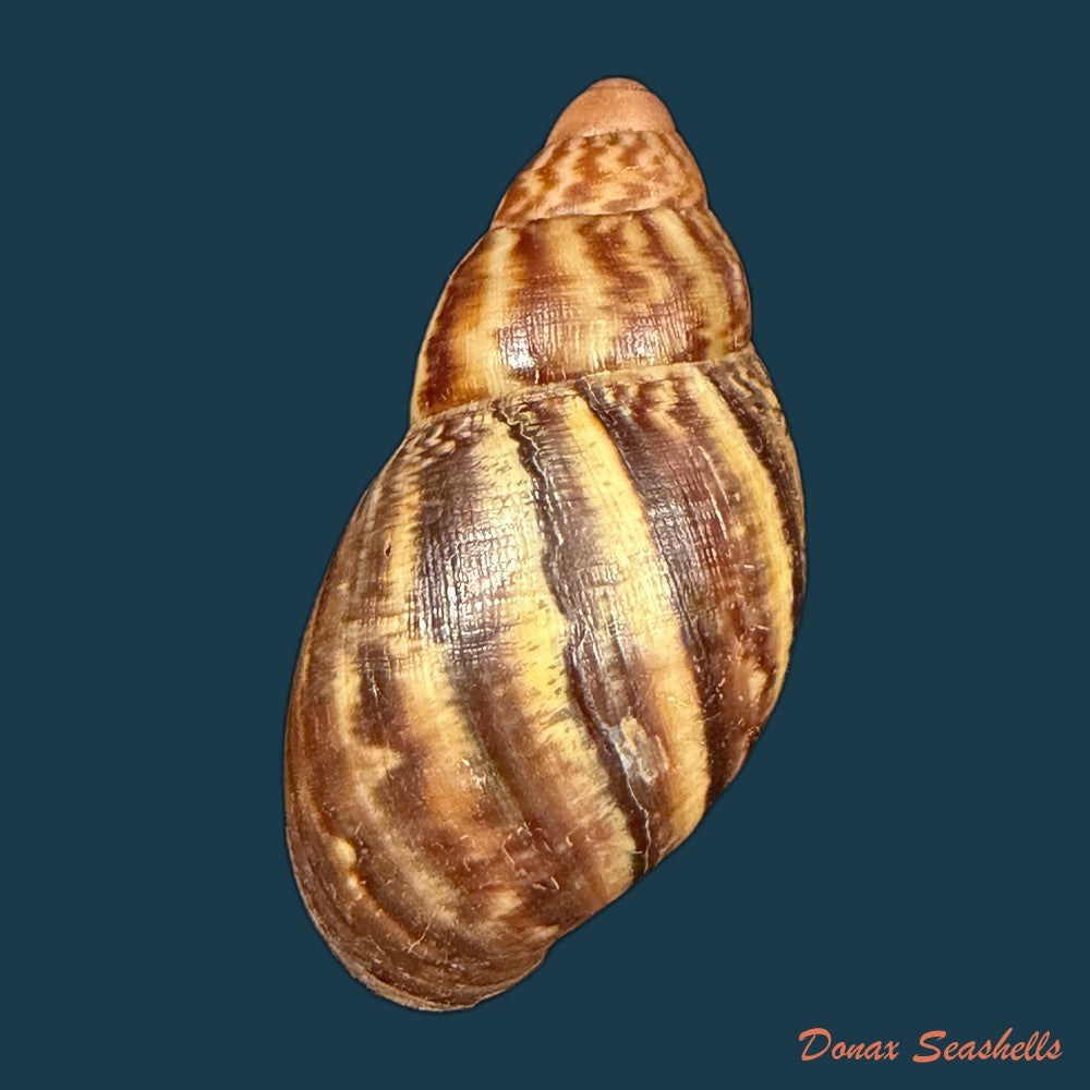 achatina-oblitterata-dautzenberg-1891-59-6mm-copia