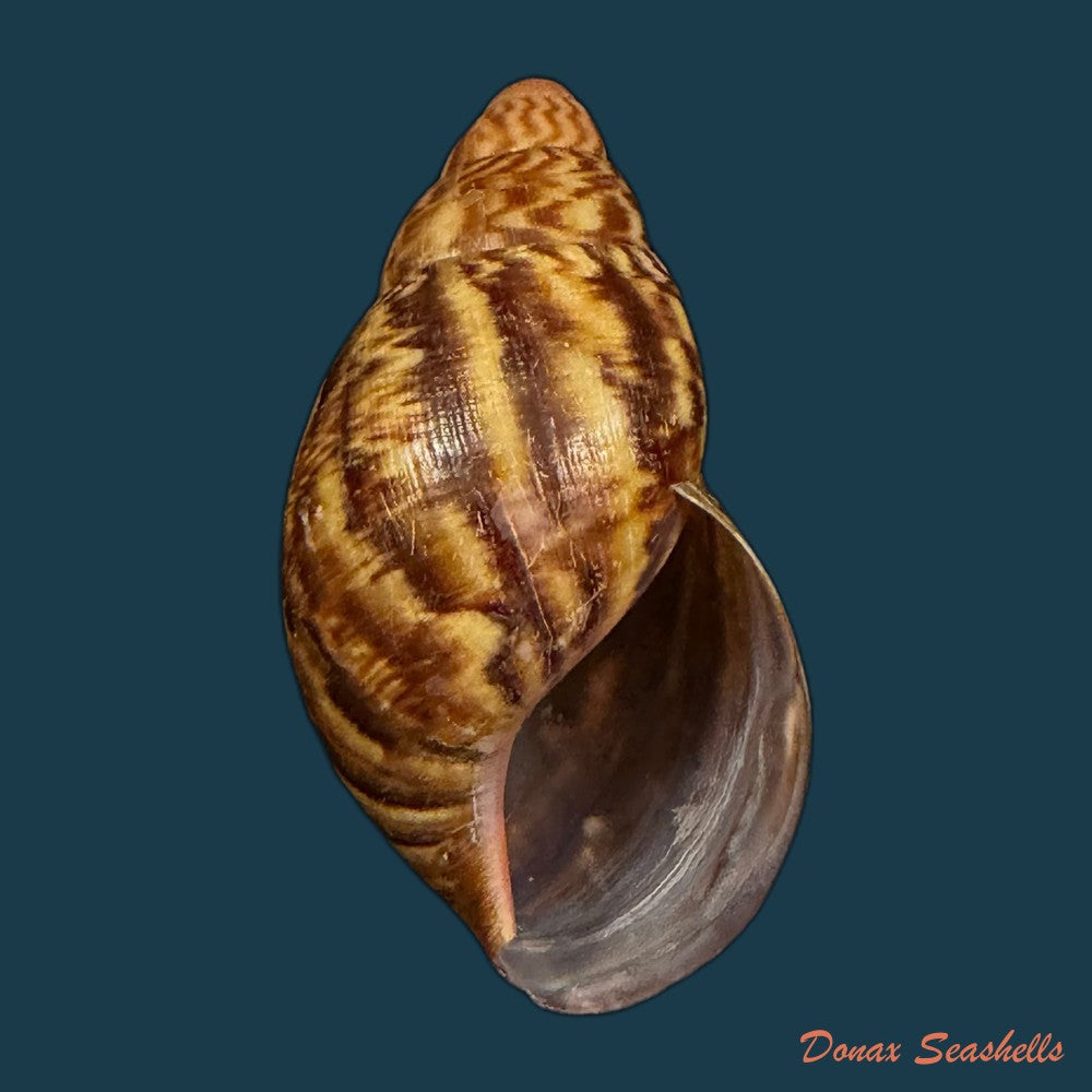 achatina-oblitterata-dautzenberg-1891-59-6mm-copia